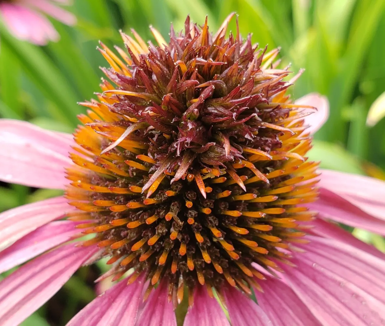 Coneflower (Echinacea Sp.) — Typically reaching 2-4 feet in height, they thrive in full sun to light shade and prefer well-draining soil; with, image 137