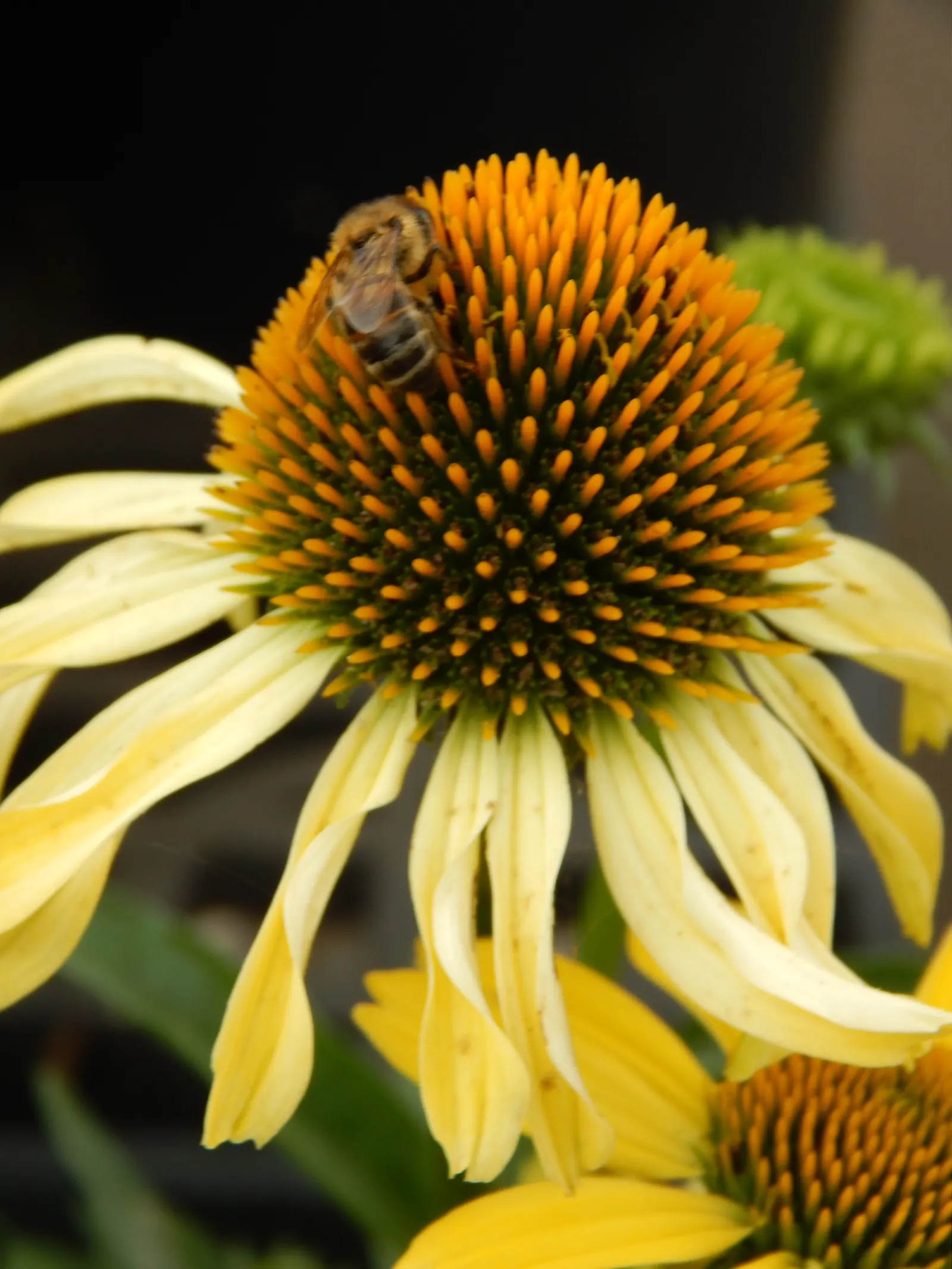Coneflower (Echinacea Sp.) — are a magnet for butterflies and bees; multi-colored and purple and red and white and yellow flowers in the garden