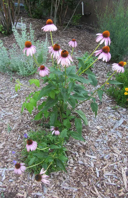 Coneflower (Echinacea Sp.) — providing a dynamic element to any garden, image 59