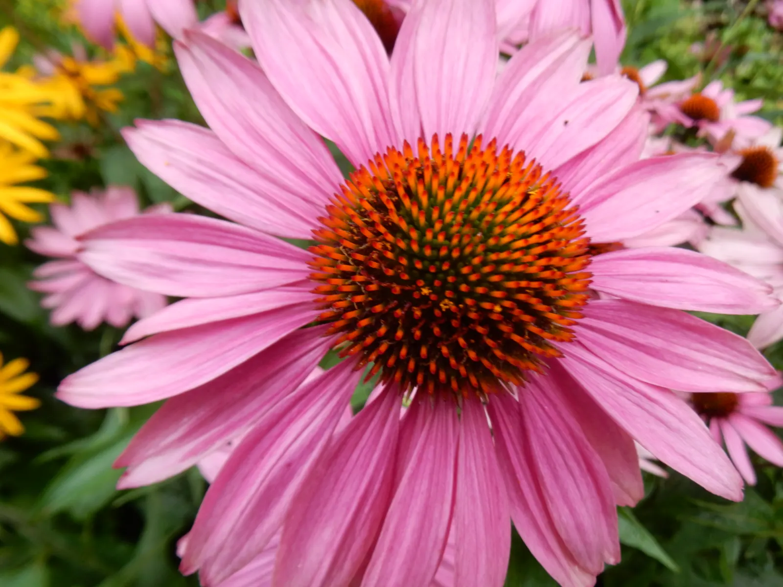 Coneflower (Echinacea Sp.) — it demonstrates notable drought tolerance; is an herbaceous perennial treasured for its resilience and distinctive, image 71