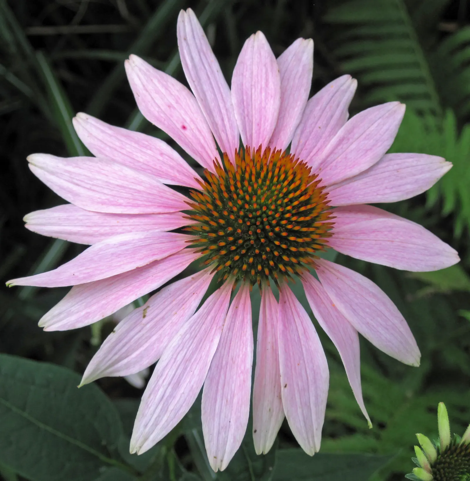 Coneflower (Echinacea Sp.) — commonly referred to by its genus name Echinacea sp.; space these plants approximately 18 to 24 inches apart to allow, image 115