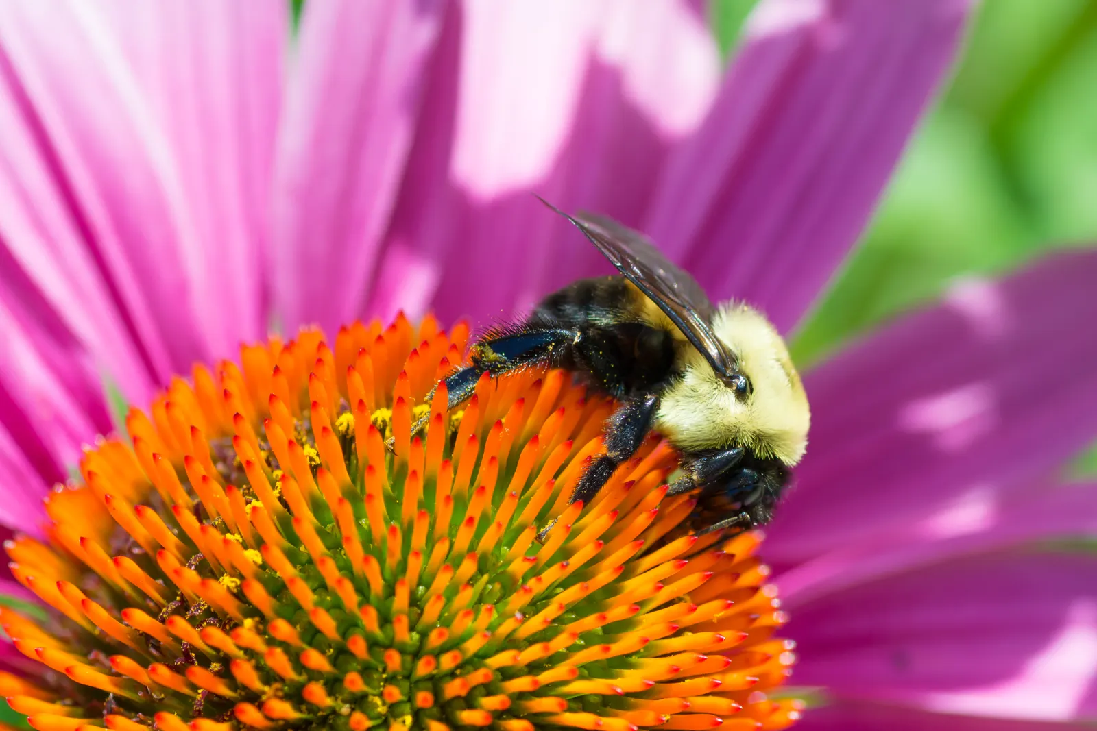 Coneflower (Echinacea Sp.) — in hues from purple to pink and white; making it ideal for xeriscaping schemes or areas with water, image 84