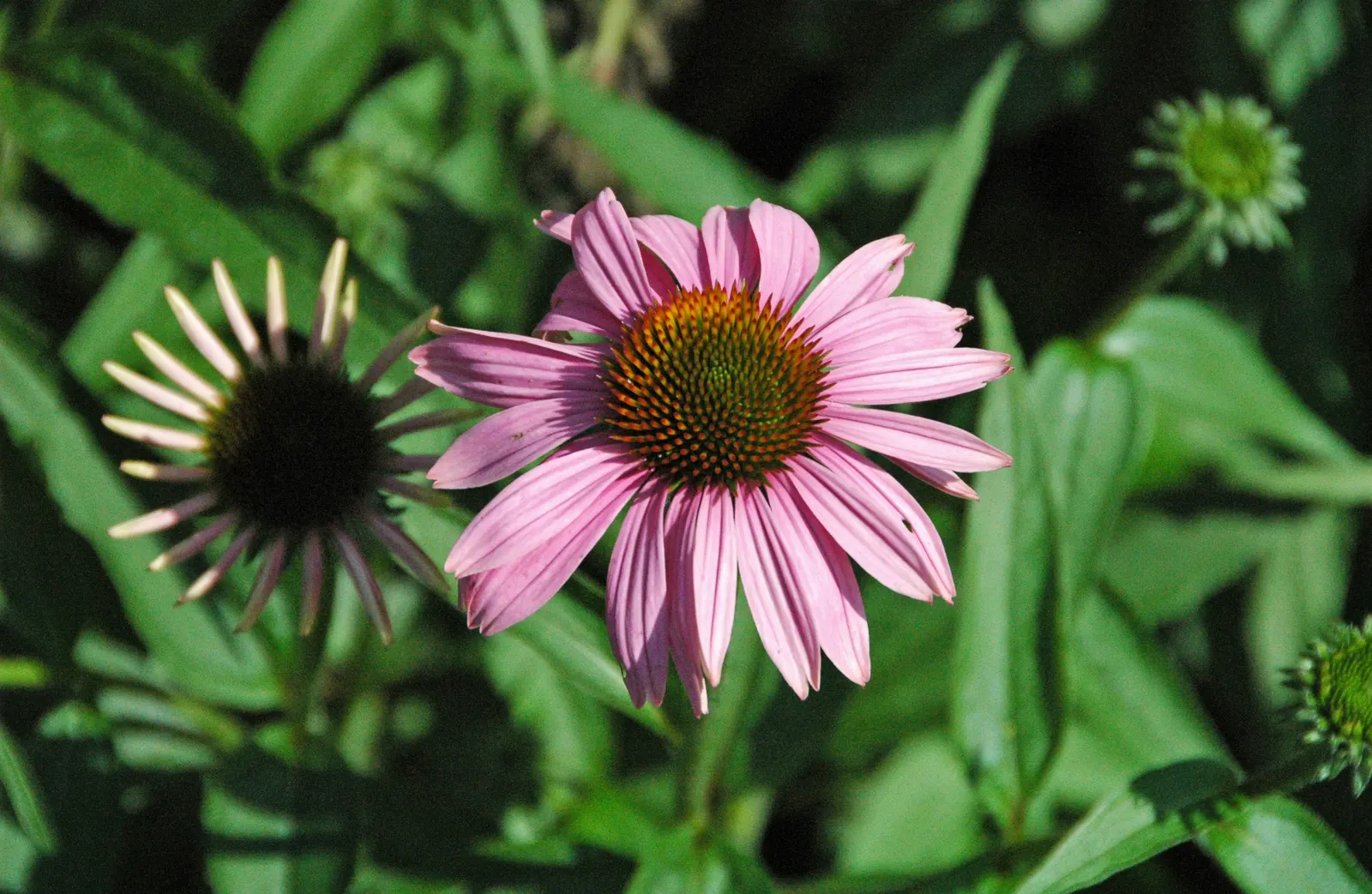 Coneflower (Echinacea Sp.) — such as butterflies and bees, image 104