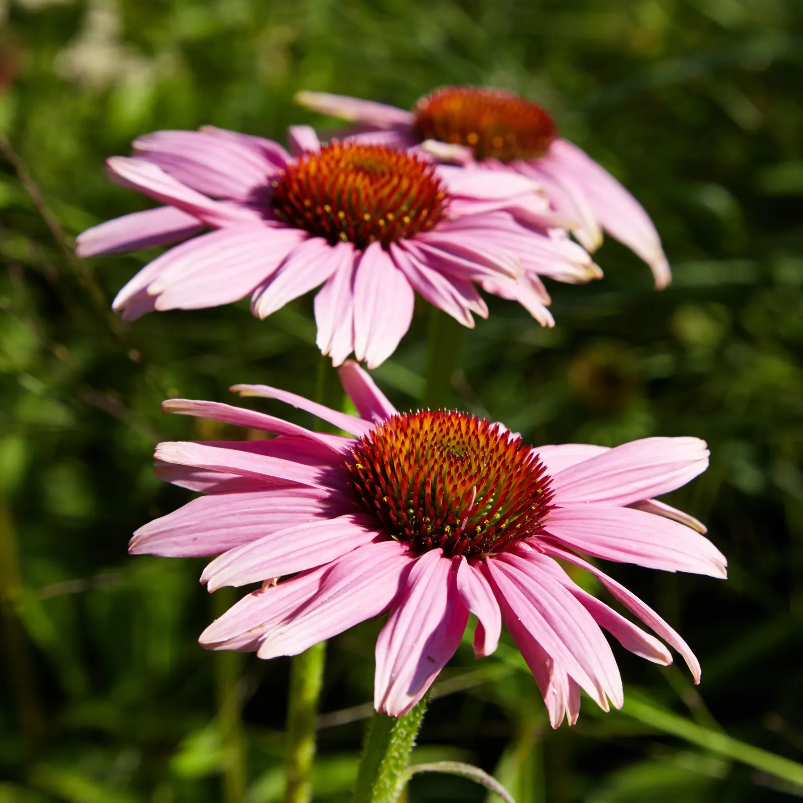 Coneflower (Echinacea Sp.) — perennial for full or half; granting a dynamic and environmentally synergistic component to your outdoor space, image 81