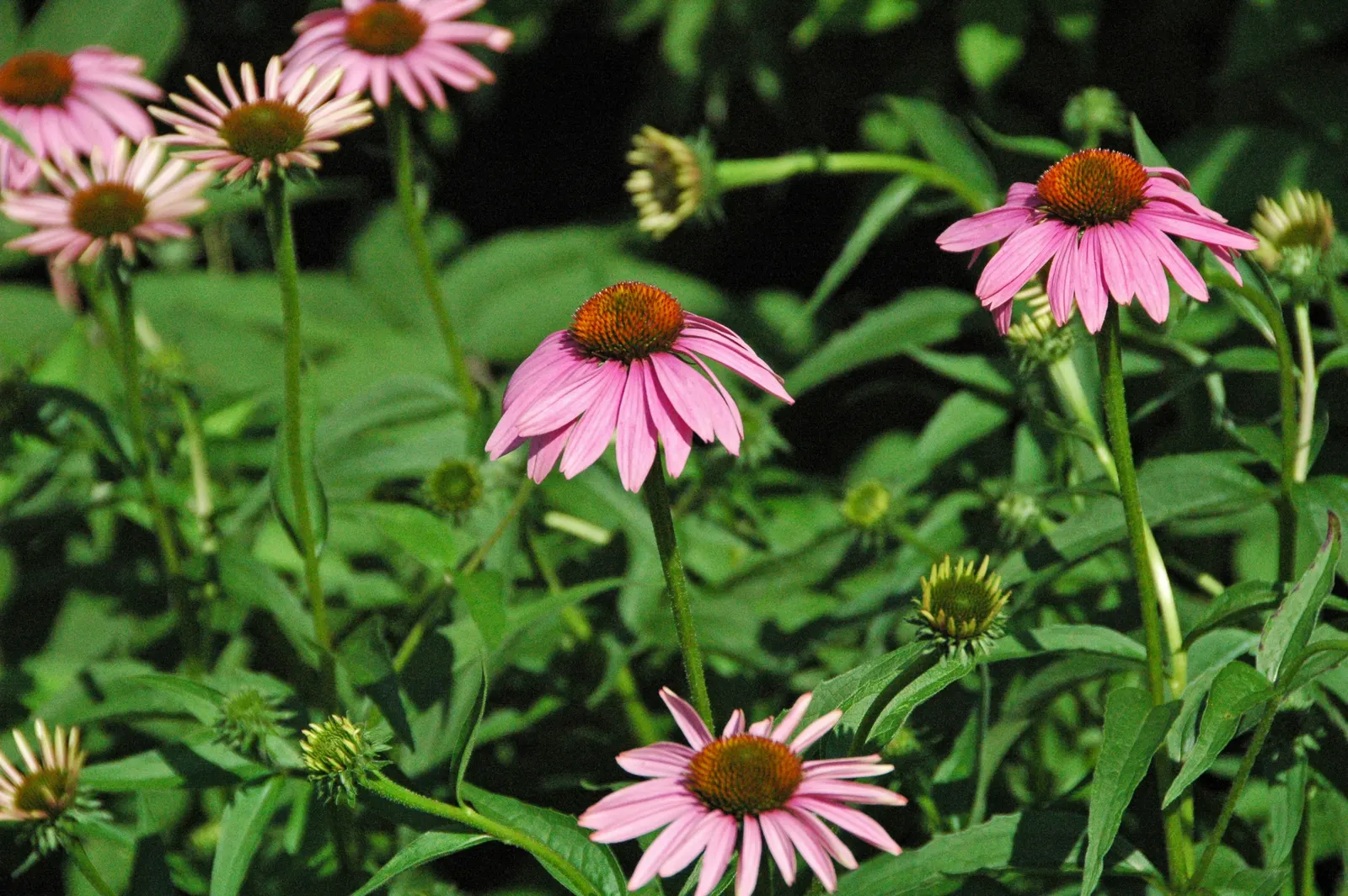 Coneflower (Echinacea Sp.) — Echinacea thrives in full sun to light shade and prefers well-drained soil; daisy-like flowers with raised
