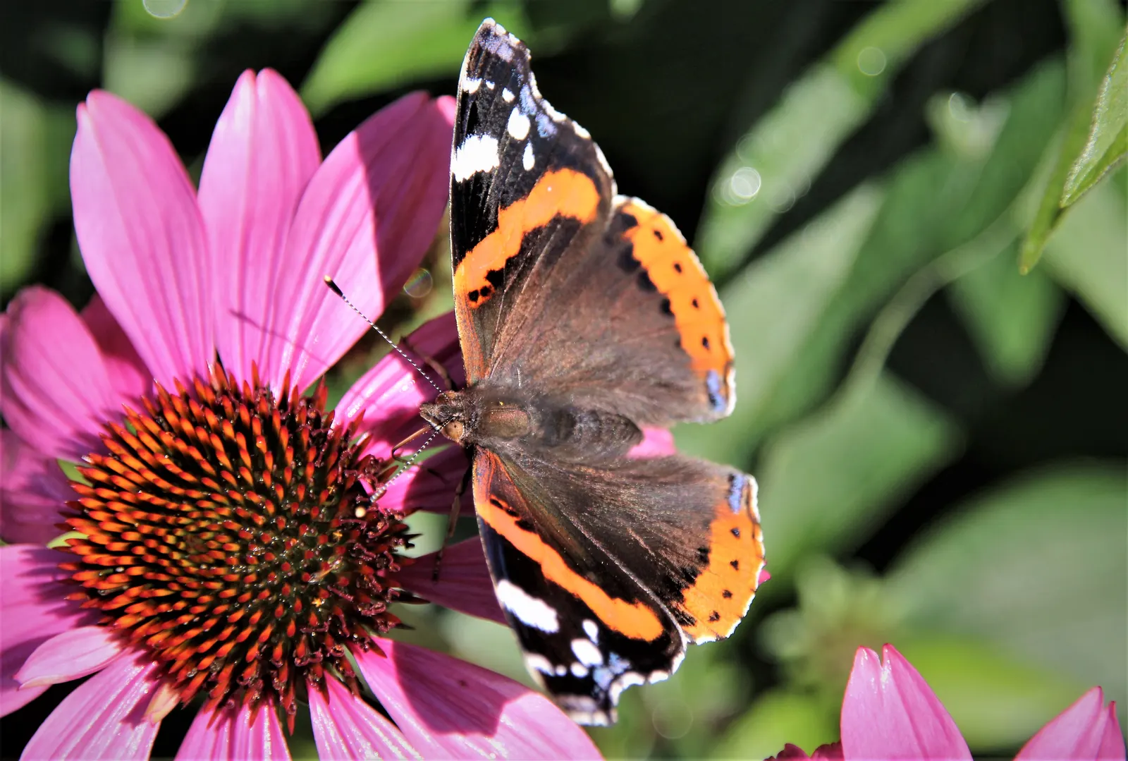 Coneflower (Echinacea Sp.) — and flowers are known for their medicinal properties