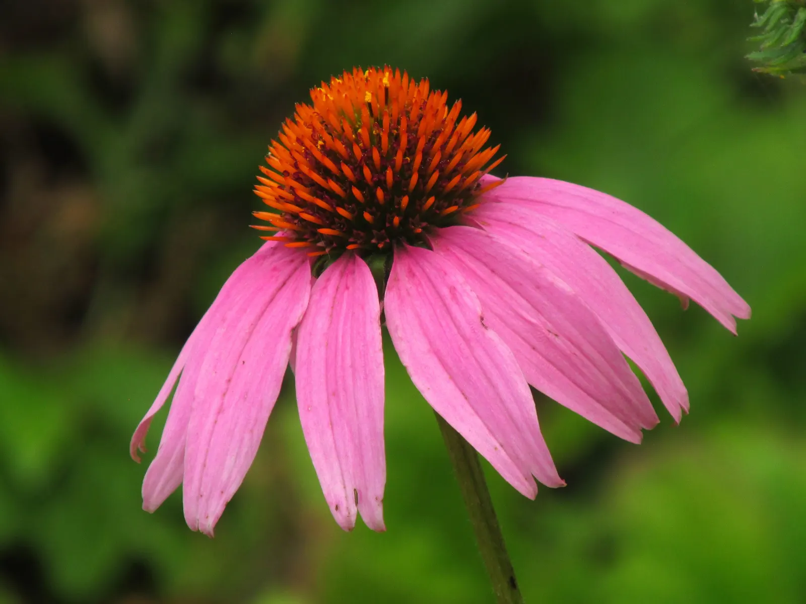Coneflower (Echinacea Sp.) — providing a touch of natural beauty and attracting a host of pollinators; contributing long-lasting color to the garden, image 91