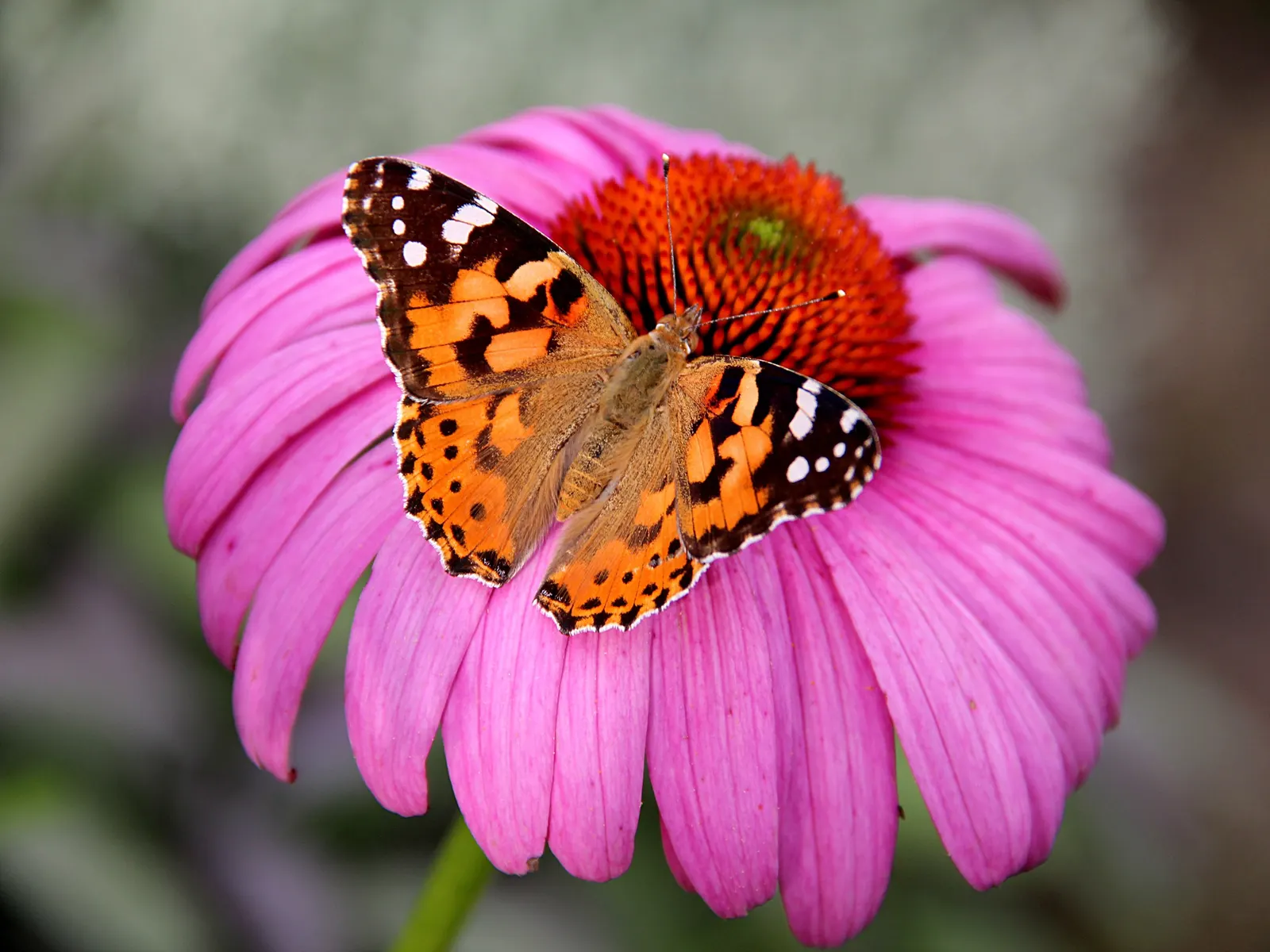 Coneflower (Echinacea Sp.) — such as butterflies and bees, image 131