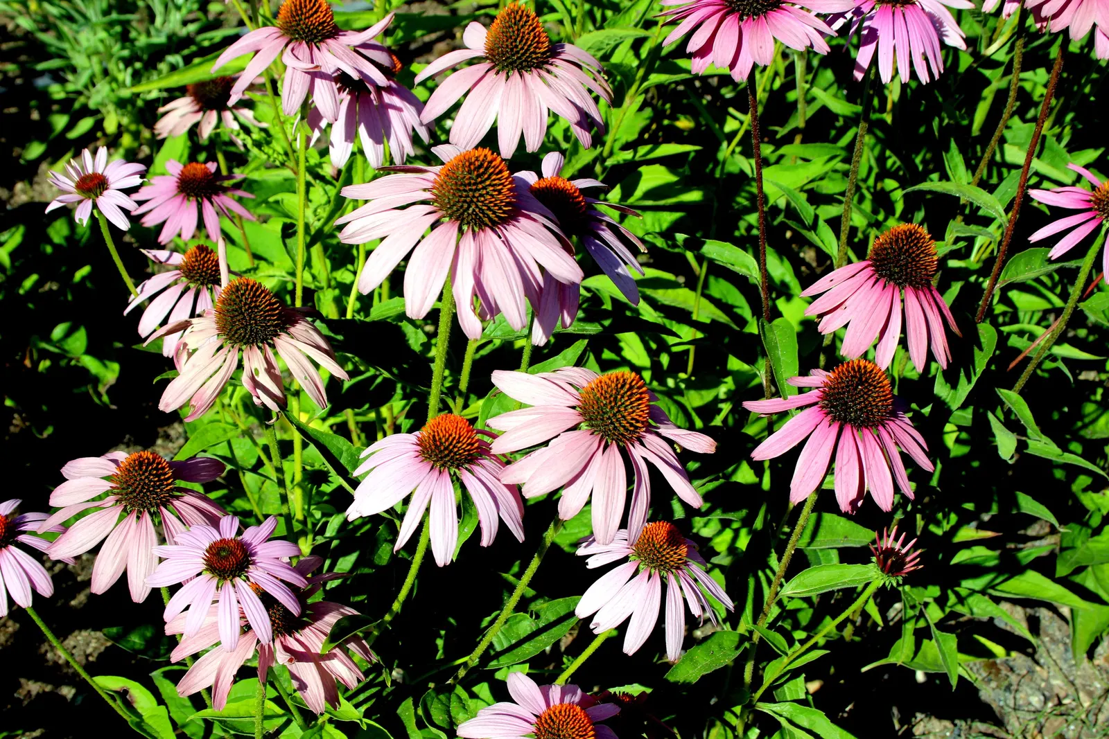 Coneflower (Echinacea Sp.) — granting a dynamic and environmentally synergistic component to your outdoor space; in hues from purple to pink and, image 132
