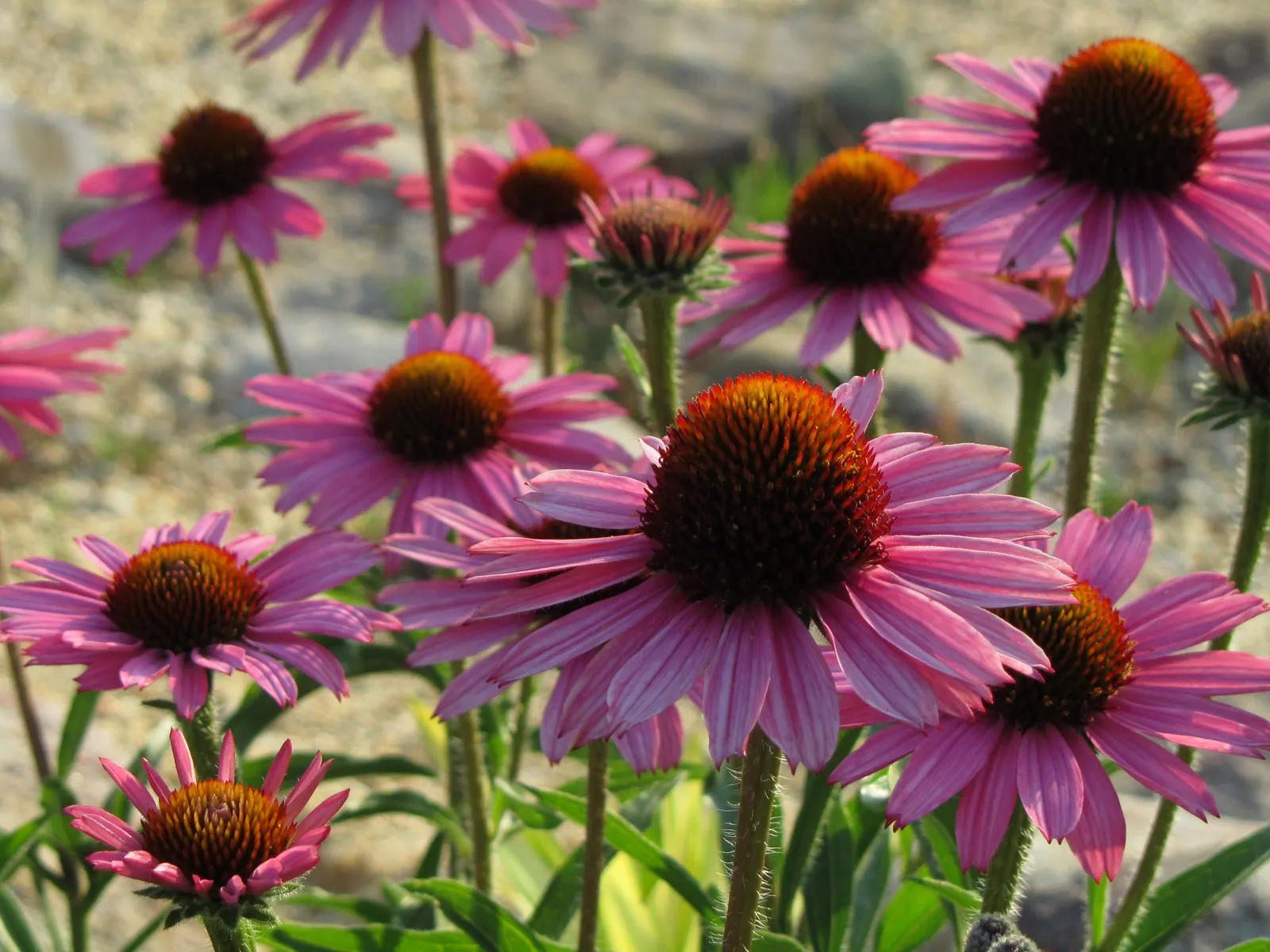 Coneflower (Echinacea Sp.) — commonly referred to by its genus name Echinacea sp.; space these plants approximately 18 to 24 inches apart to allow, image 88