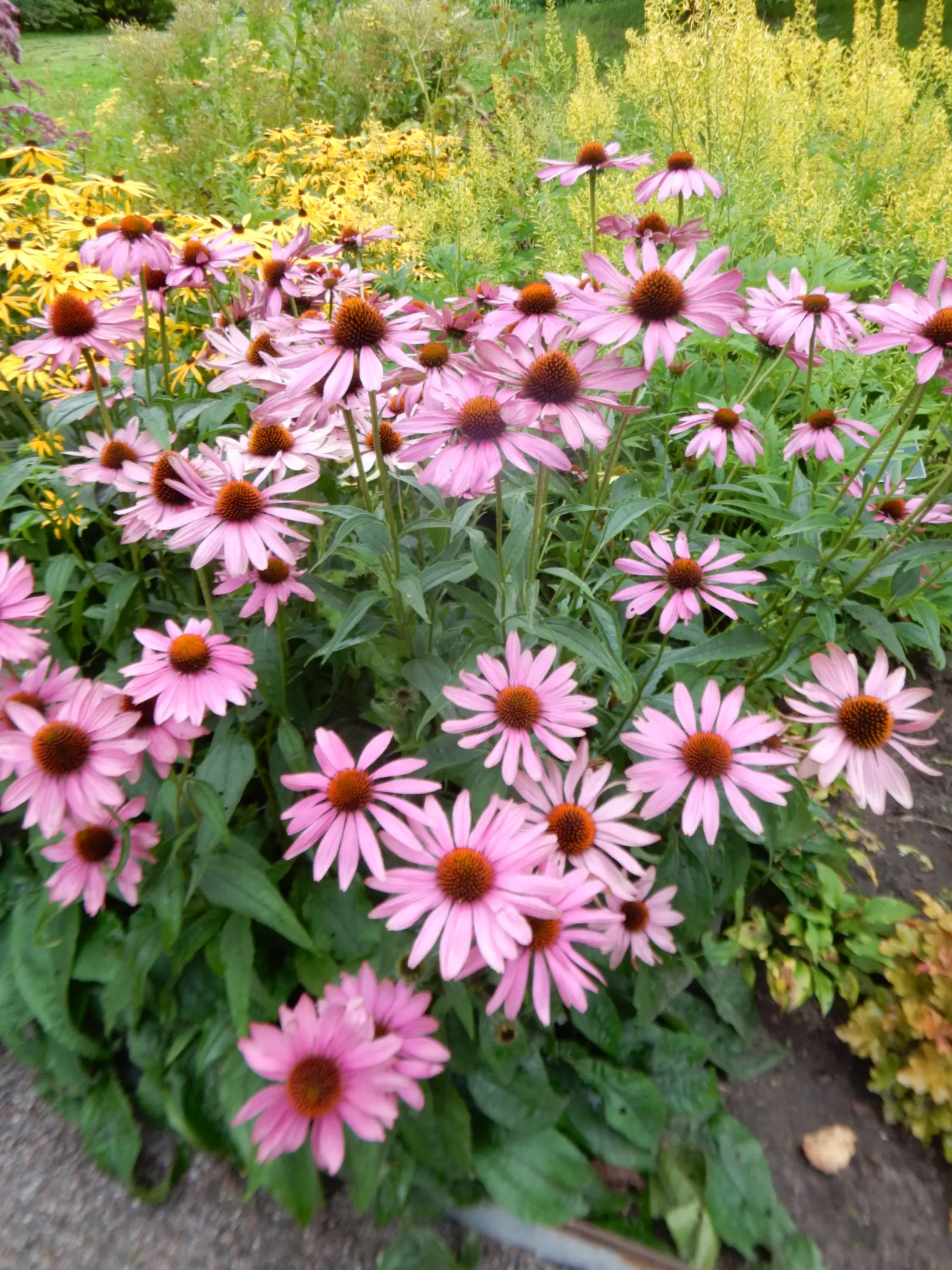 Coneflower (Echinacea Sp.) — Echinacea is not only visually appealing but also serves a dual purpose; the roots; this North American native is an, image 102