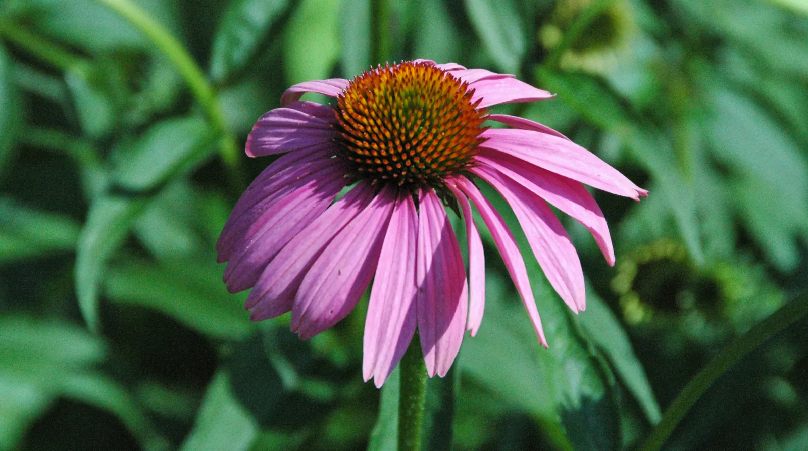 Coneflower (Echinacea Sp.) — surrounded by petals that range from the classic purples and pinks to yellows