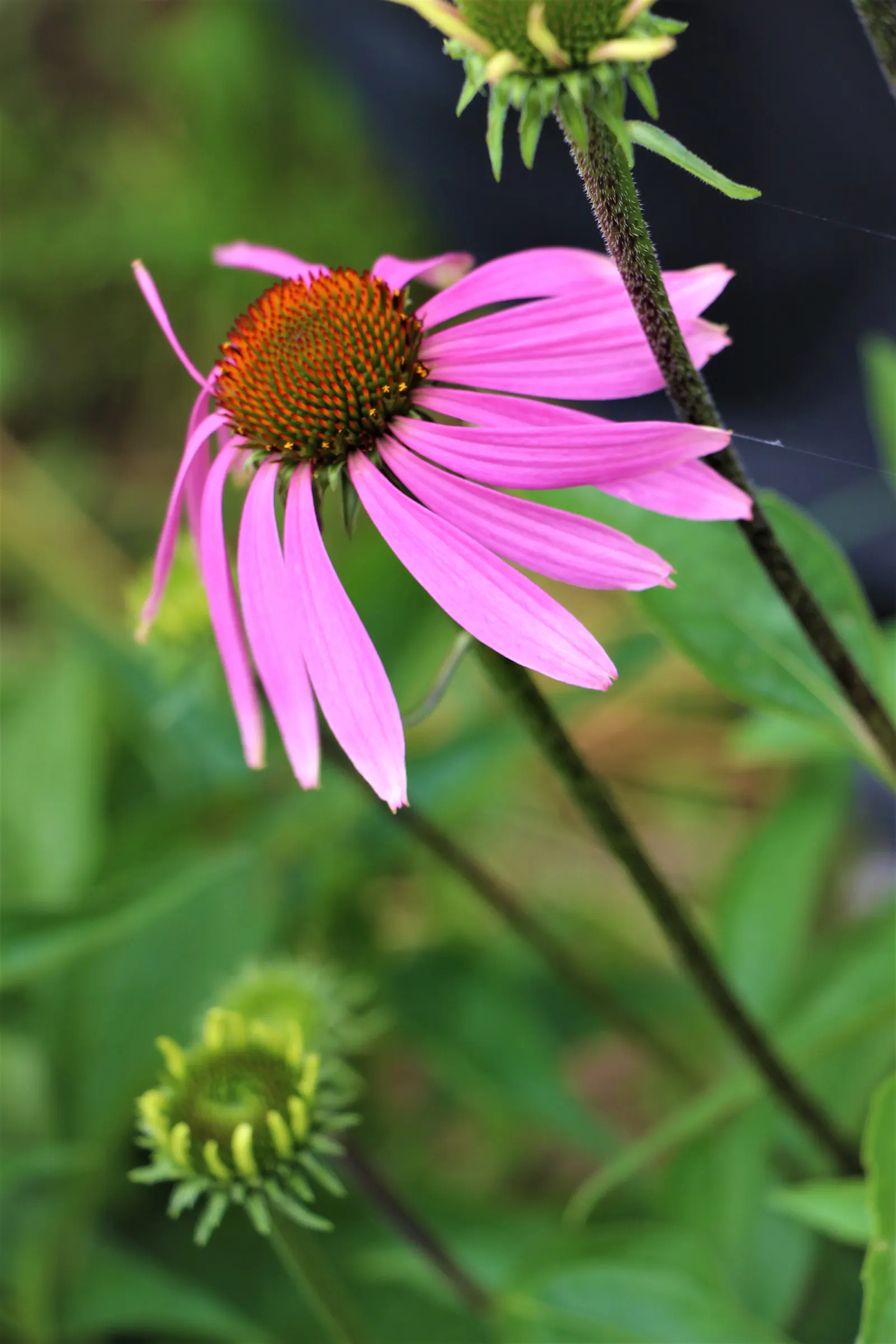 Coneflower (Echinacea Sp.) — perennial for full or half; granting a dynamic and environmentally synergistic component to your outdoor space, image 135