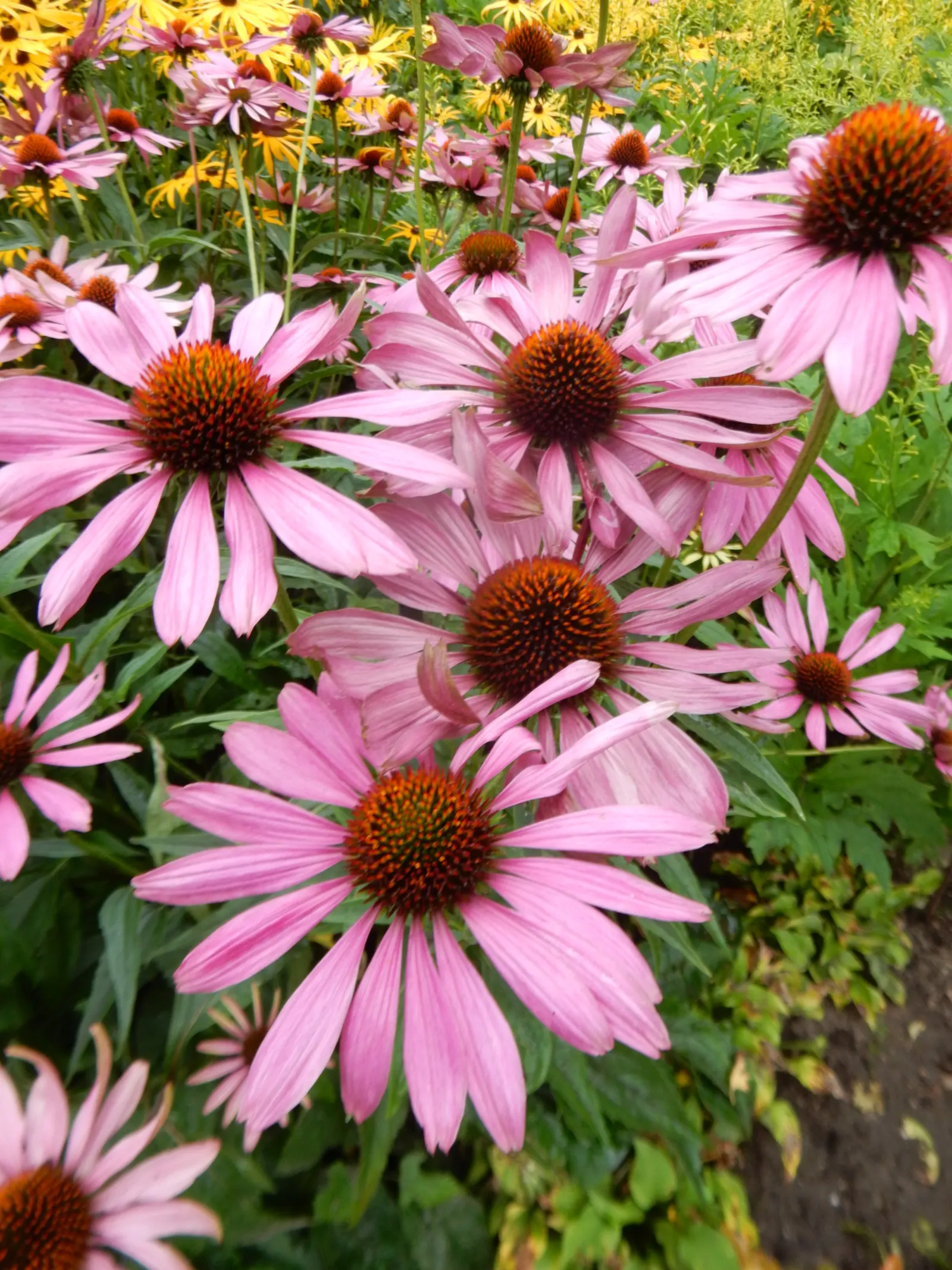 Coneflower (Echinacea Sp.) — providing a dynamic element to any garden, image 113