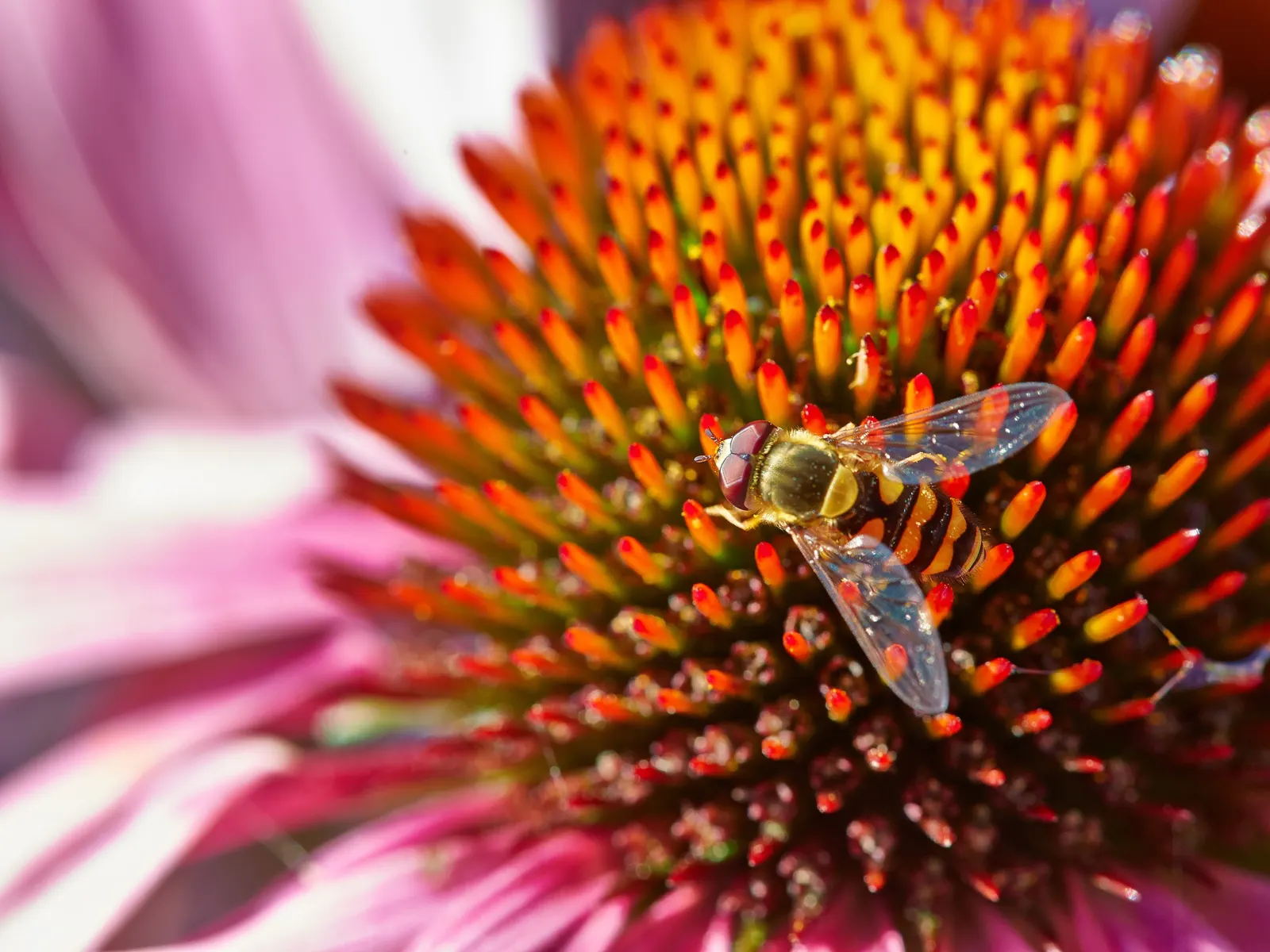 Coneflower (Echinacea Sp.) — providing a dynamic element to any garden, image 86