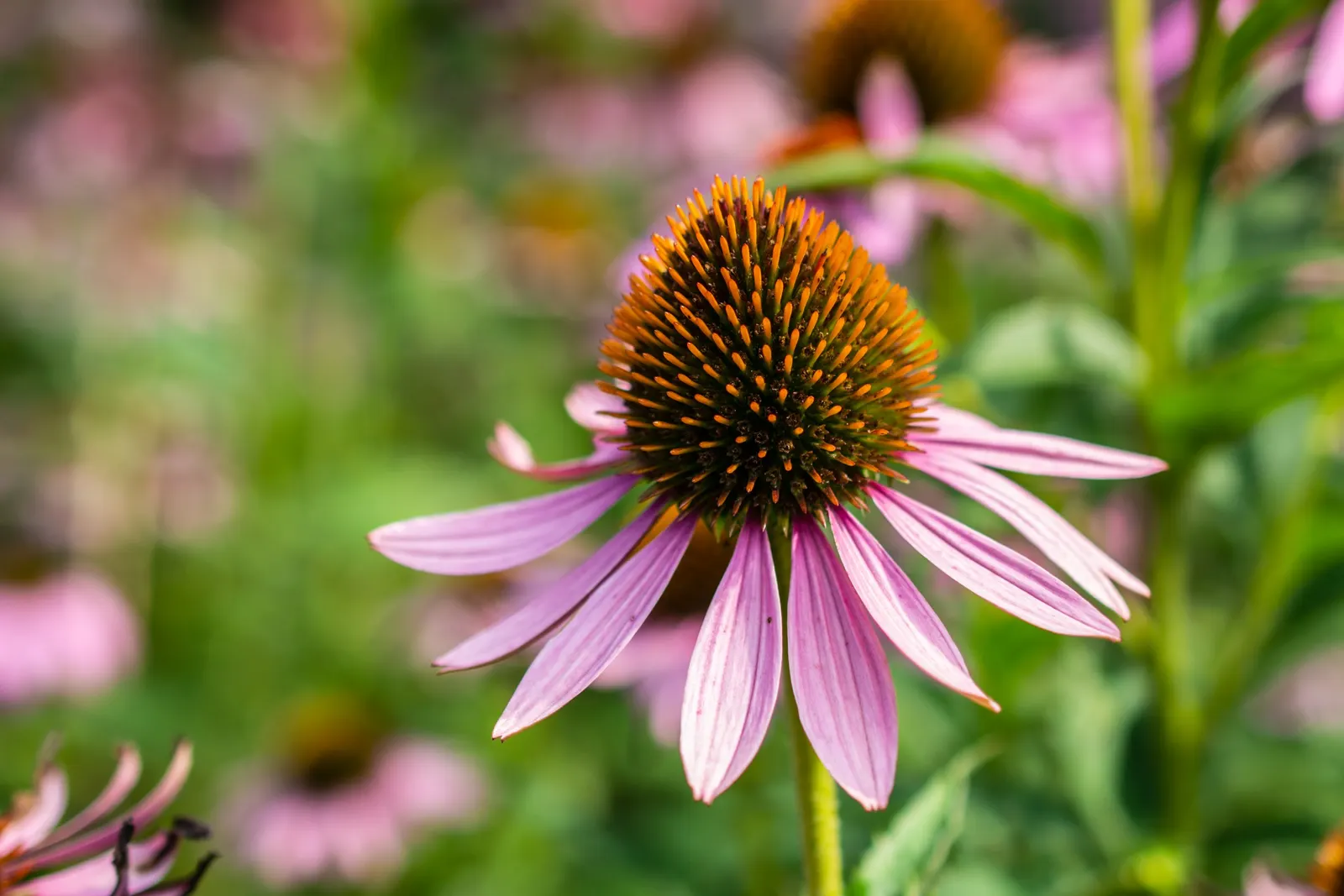 Coneflower (Echinacea Sp.) — Flowers showcase a central cone, image 68