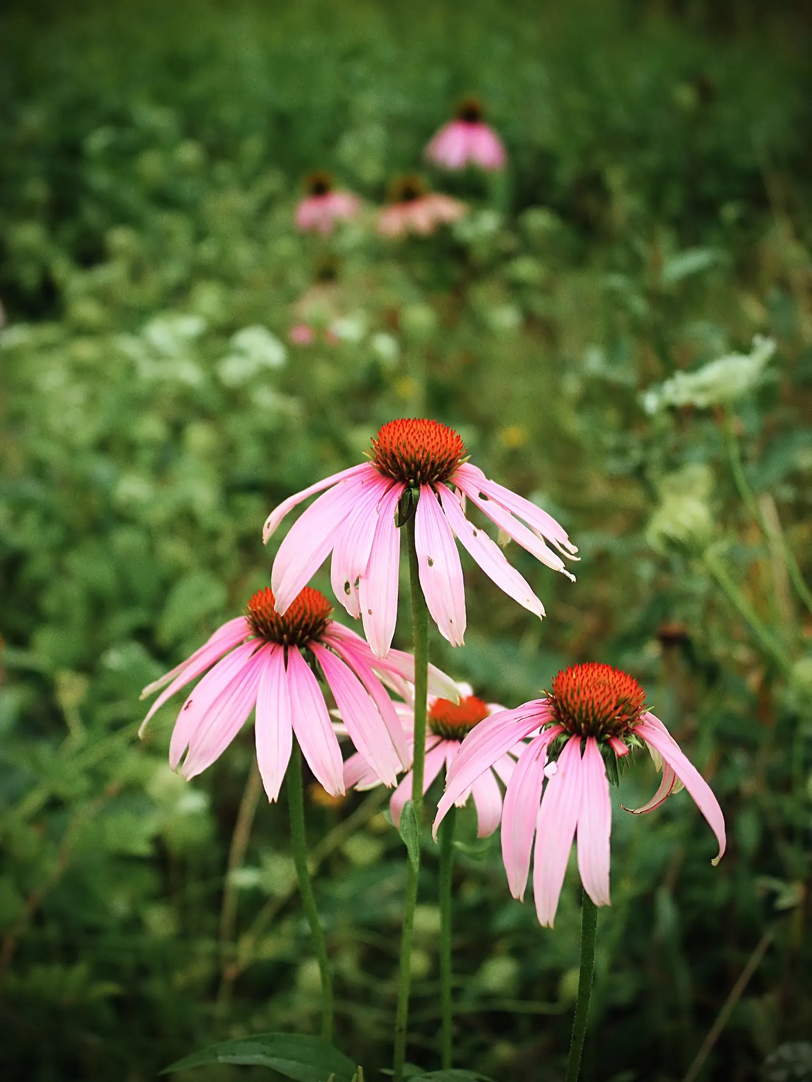 Coneflower (Echinacea Sp.) — Flowers showcase a central cone