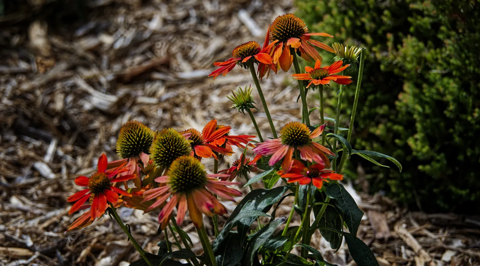 Coneflower (Echinacea Sp.) — granting a dynamic and environmentally synergistic component to your outdoor space; in hues from purple to pink and, image 78