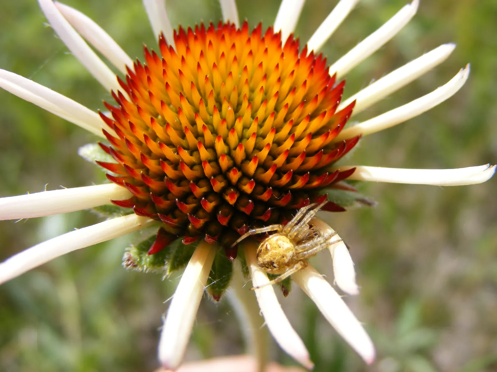 Coneflower (Echinacea Sp.) — providing a dynamic element to any garden, image 140
