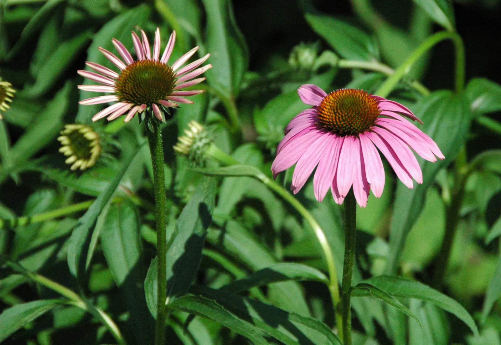Coneflower (Echinacea Sp.) — its robust stalks rarely require staking; perennial for full or half, image 120