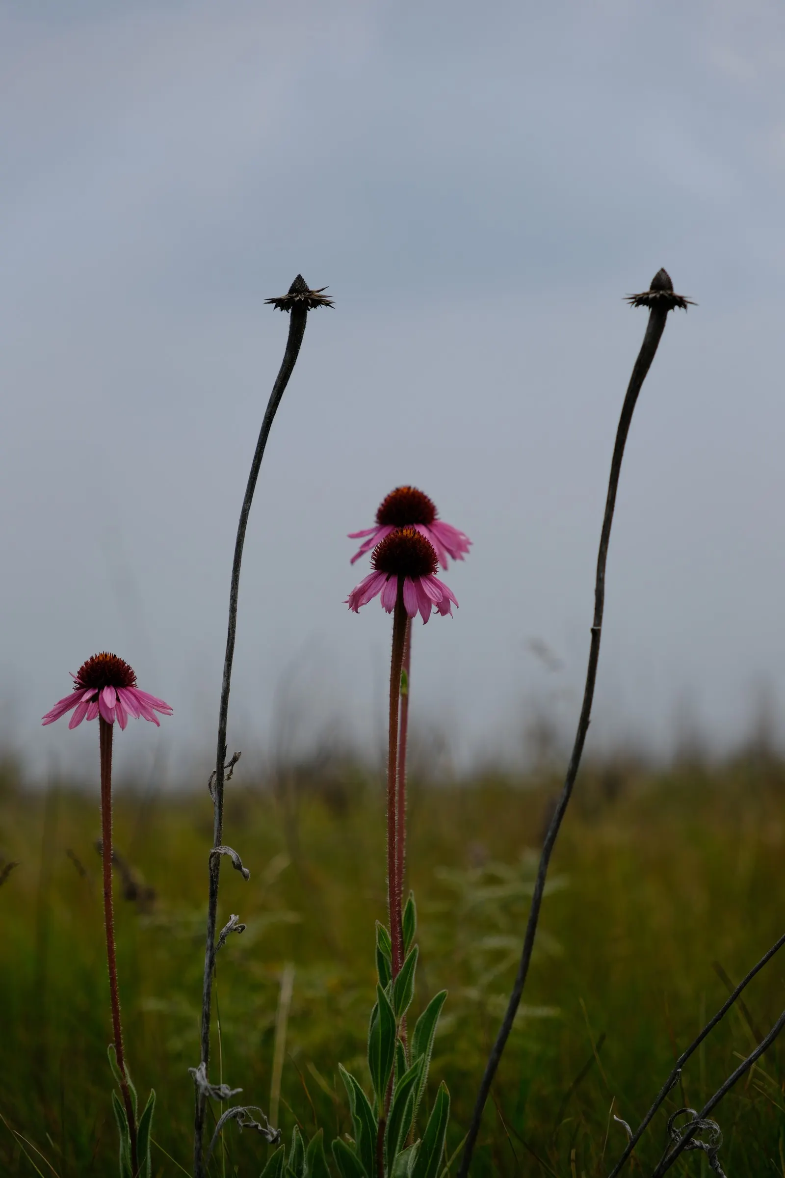 Coneflower (Echinacea Sp.) — such as butterflies and bees