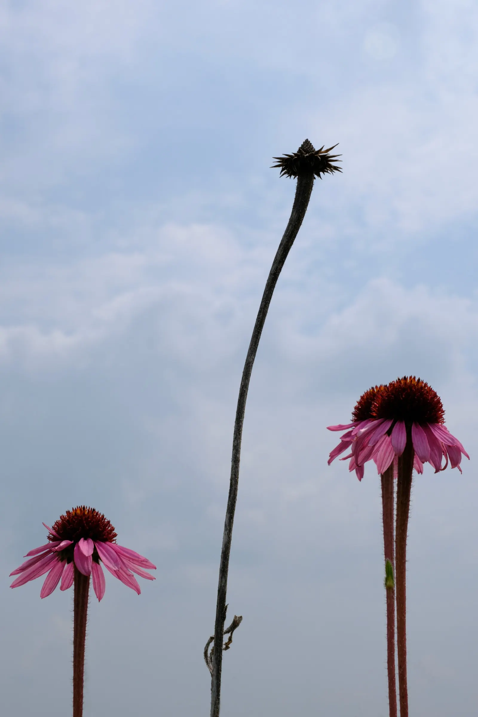 Coneflower (Echinacea Sp.) — Echinacea is not only visually appealing but also serves a dual purpose; the roots; this North American native is an, image 129