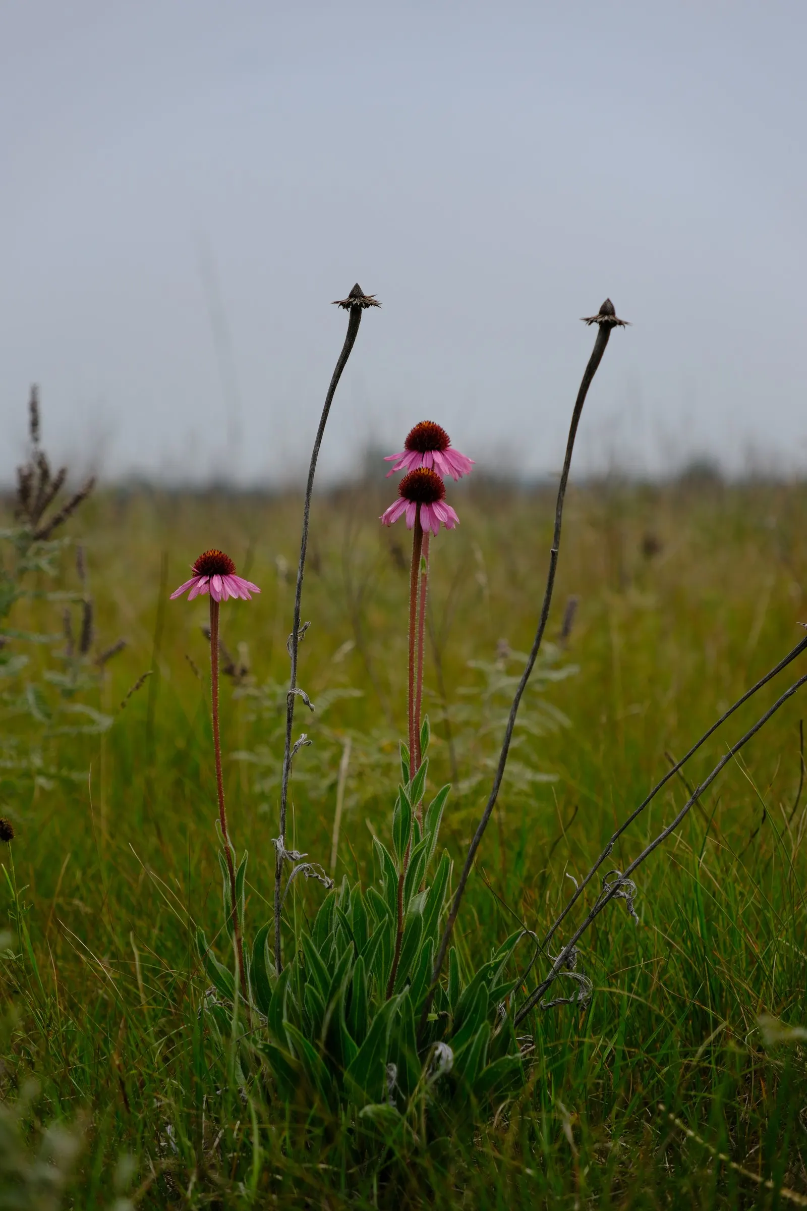 Coneflower (Echinacea Sp.) — are a magnet for butterflies and bees; multi-colored and purple and red and white and yellow flowers in the garden, image 85