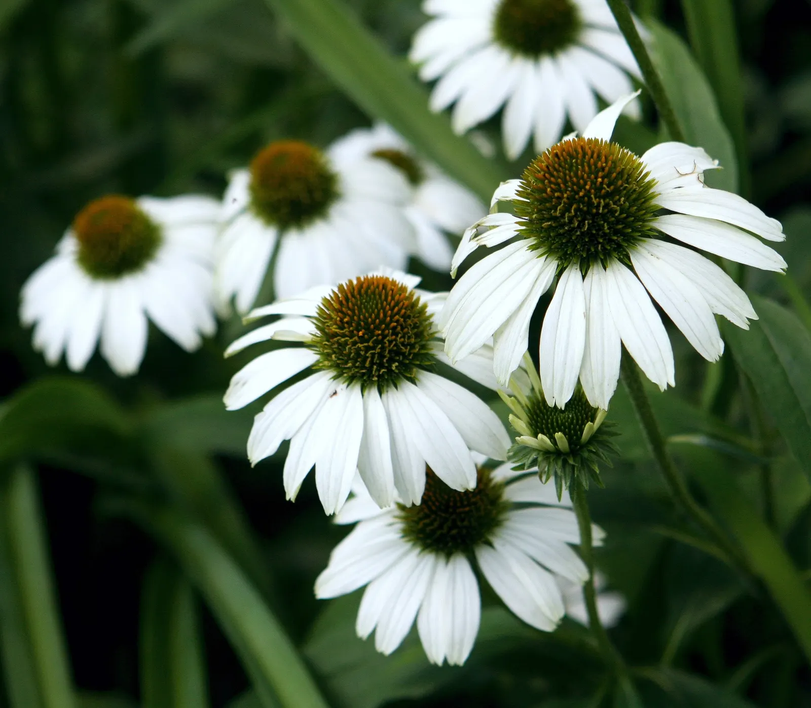Coneflower (Echinacea Sp.) — multi-colored and purple and red and white and yellow flowers in the garden; providing a touch of natural beauty and, image 79