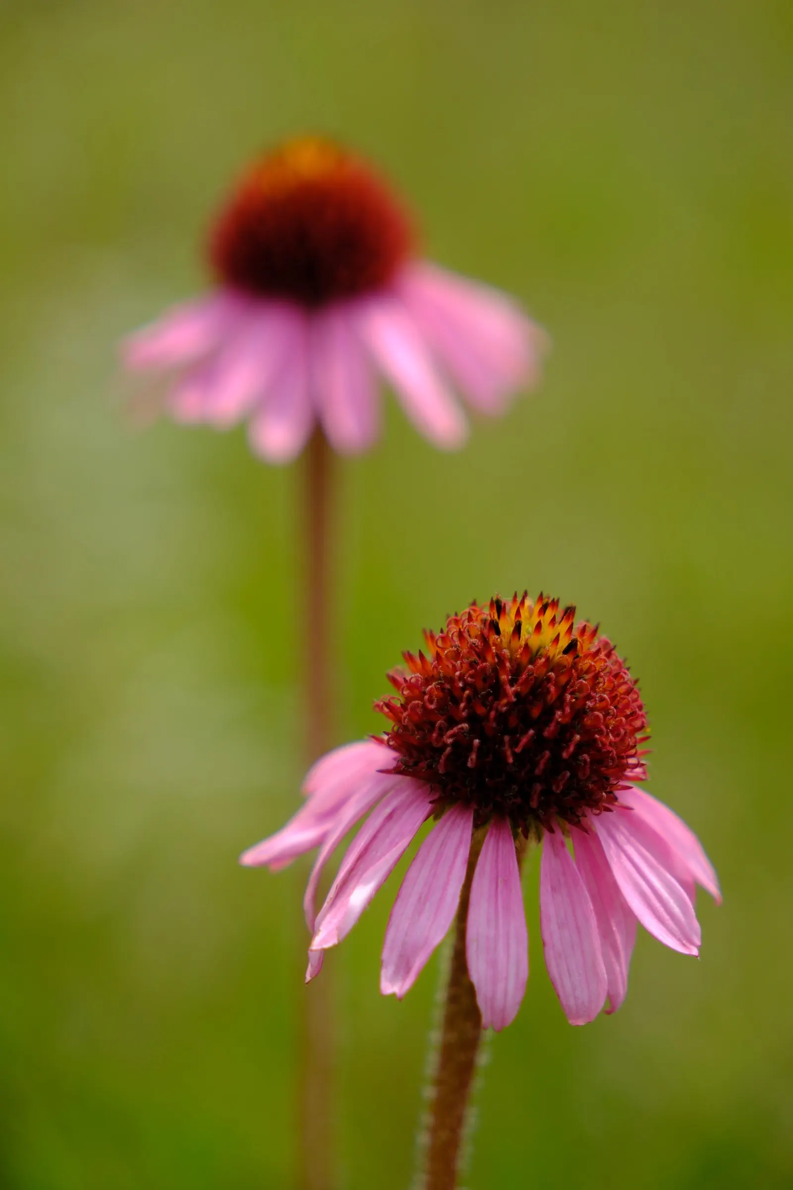 Coneflower (Echinacea Sp.) — providing a dynamic element to any garden