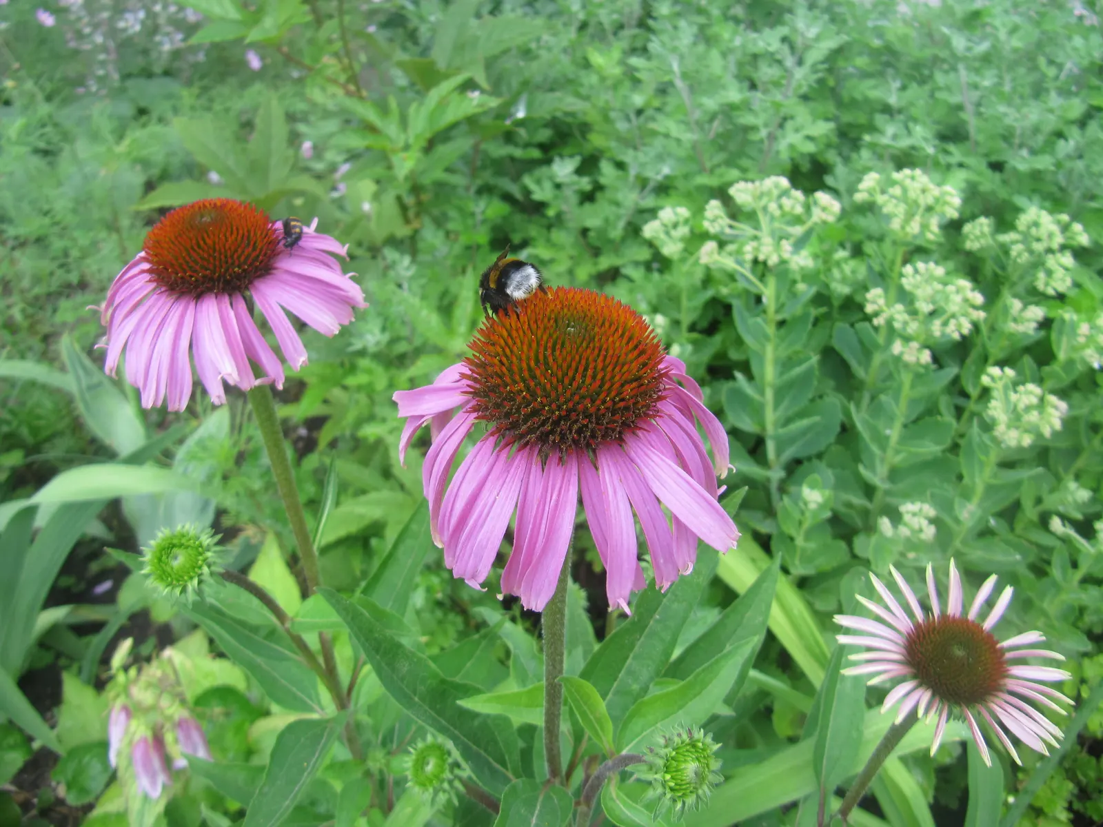 Coneflower (Echinacea Sp.) — surrounded by petals that range from the classic purples and pinks to yellows; echinacea is not only visually, image 69