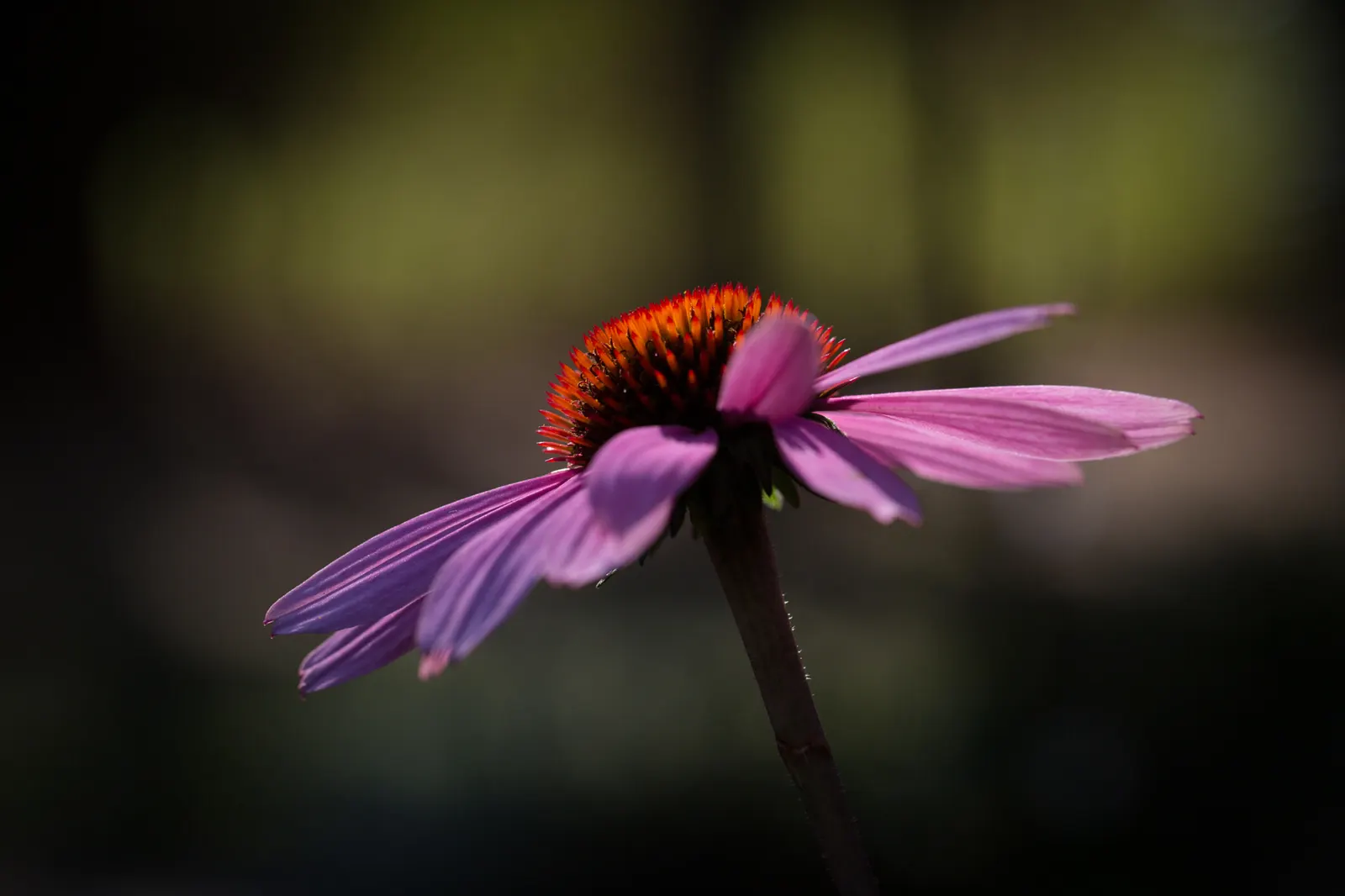Coneflower (Echinacea Sp.) — commonly referred to by its genus name Echinacea sp.; space these plants approximately 18 to 24 inches apart to allow, image 61
