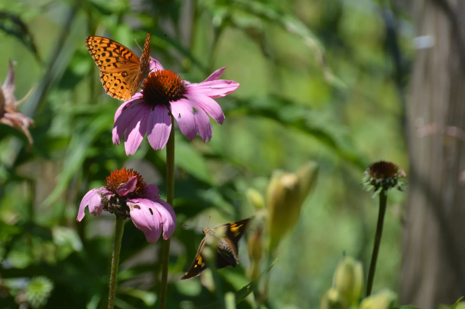 Coneflower (Echinacea Sp.) — surrounded by petals that range from the classic purples and pinks to yellows; echinacea is not only visually appealing but also