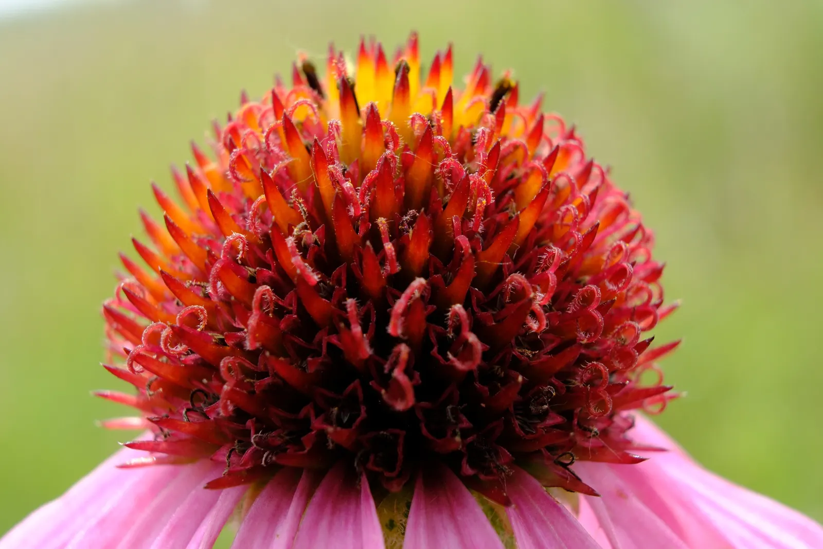 Coneflower (Echinacea Sp.) — perennial for full or half; granting a dynamic and environmentally synergistic component to your outdoor space, image 108