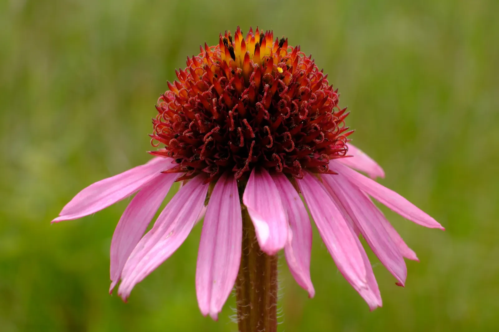 Coneflower (Echinacea Sp.) — This North American native is an essential addition to any landscape; blooming from early summer to fall, they add, image 117
