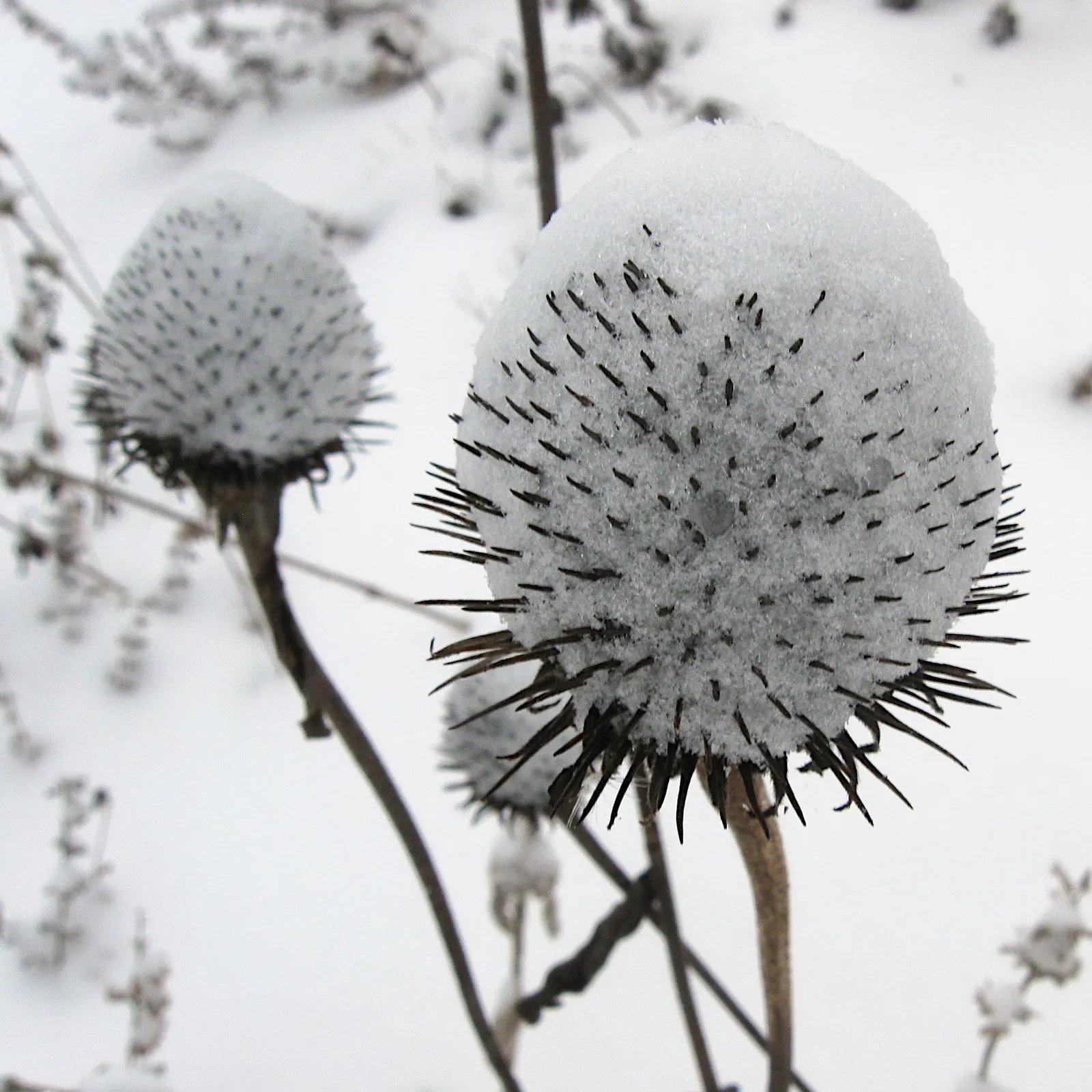 Coneflower (Echinacea Sp.) — making it ideal for xeriscaping schemes or areas with water restrictions.<br><br>When designing a landscape, image 99