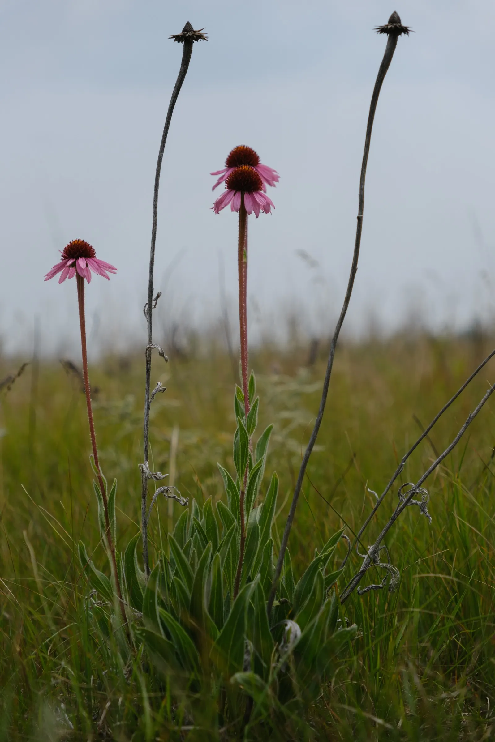 Coneflower (Echinacea Sp.) — its robust stalks rarely require staking; perennial for full or half