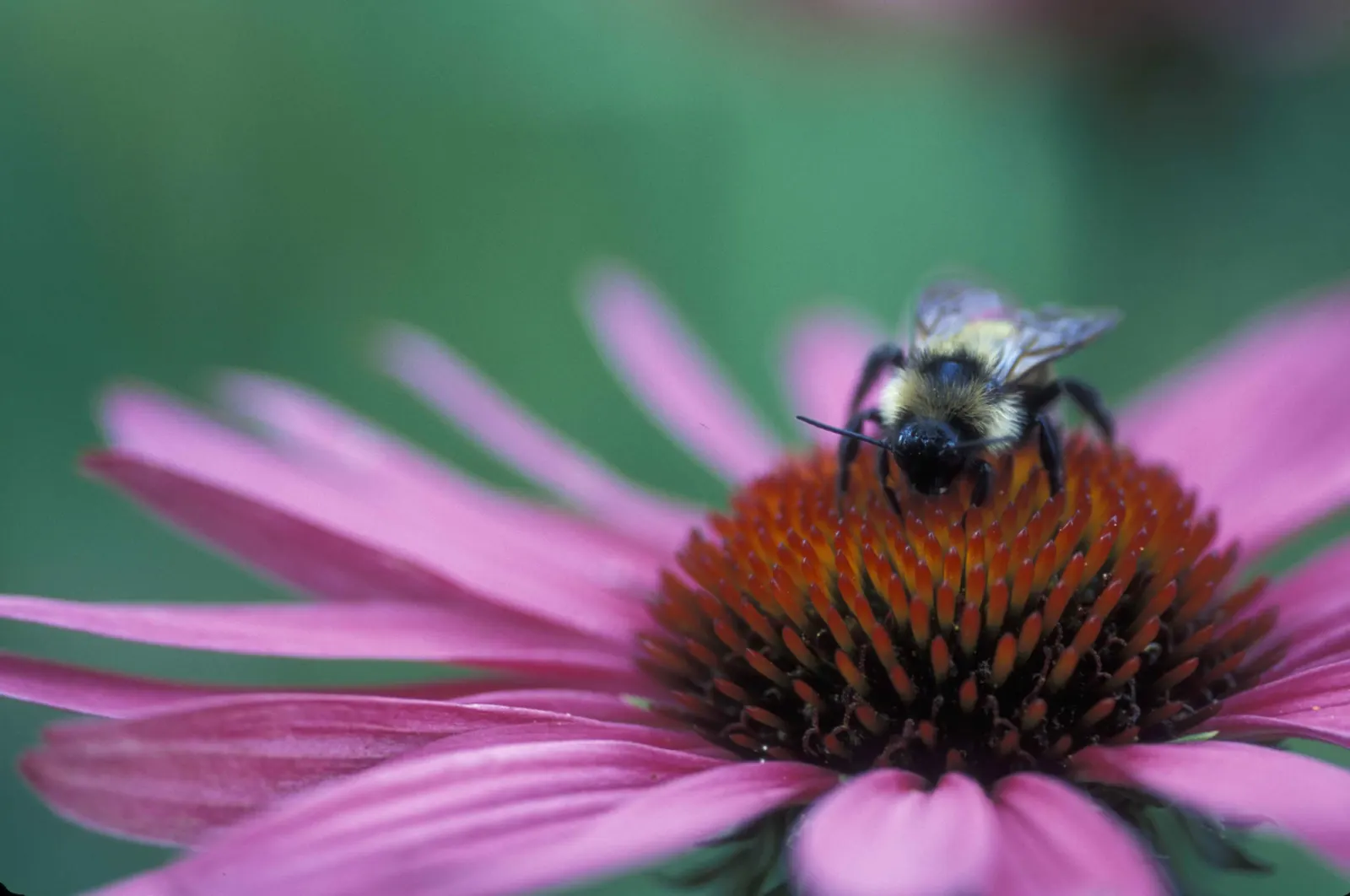 Coneflower (Echinacea Sp.) — which helps prevent foliar diseases