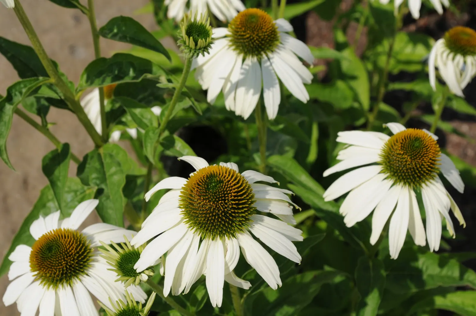 Coneflower (Echinacea Sp.) — are a magnet for butterflies and bees