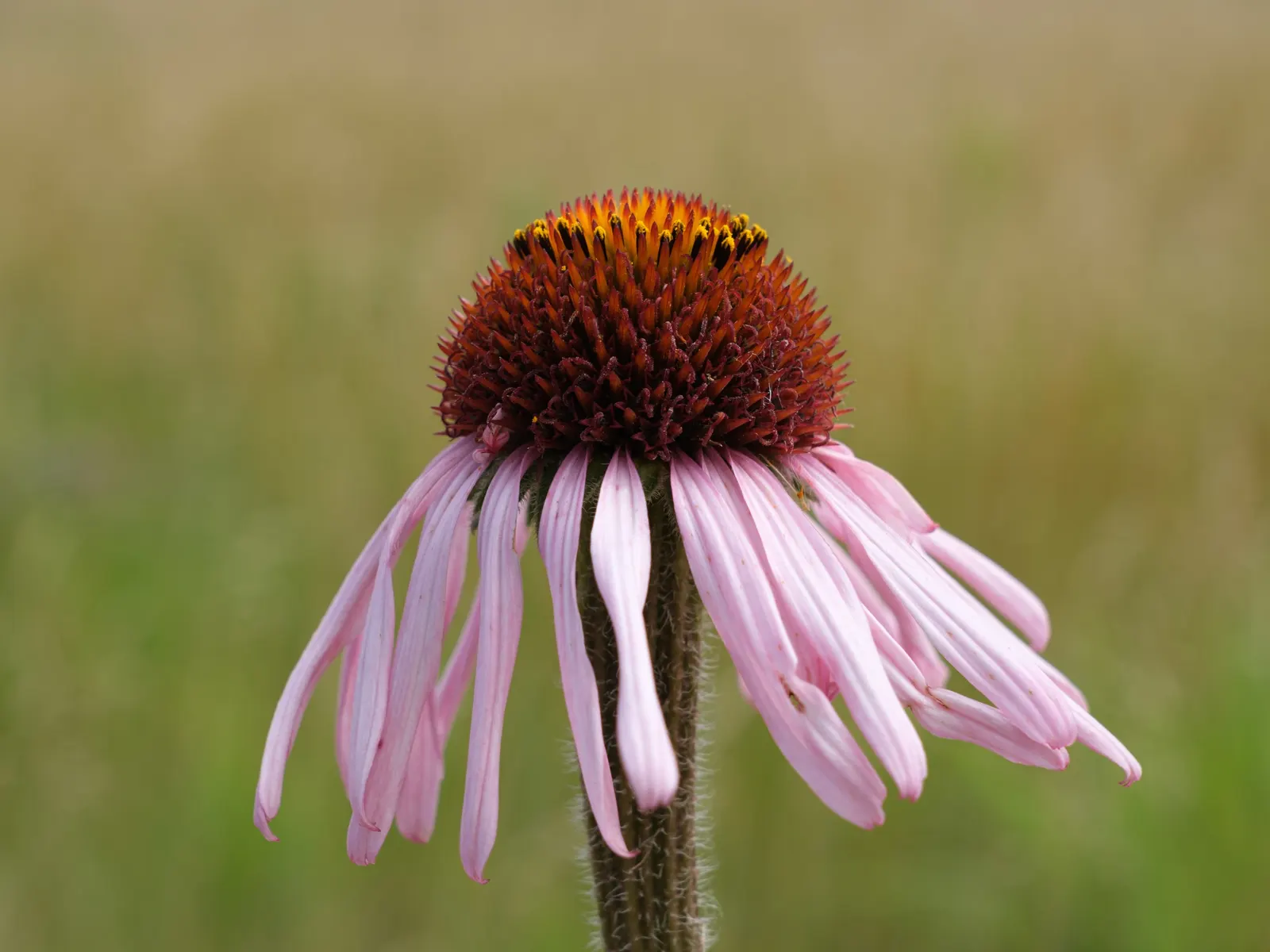 Coneflower (Echinacea Sp.) — and flowers are known for their medicinal properties; echinacea thrives in full sun to light shade and prefers, image 130