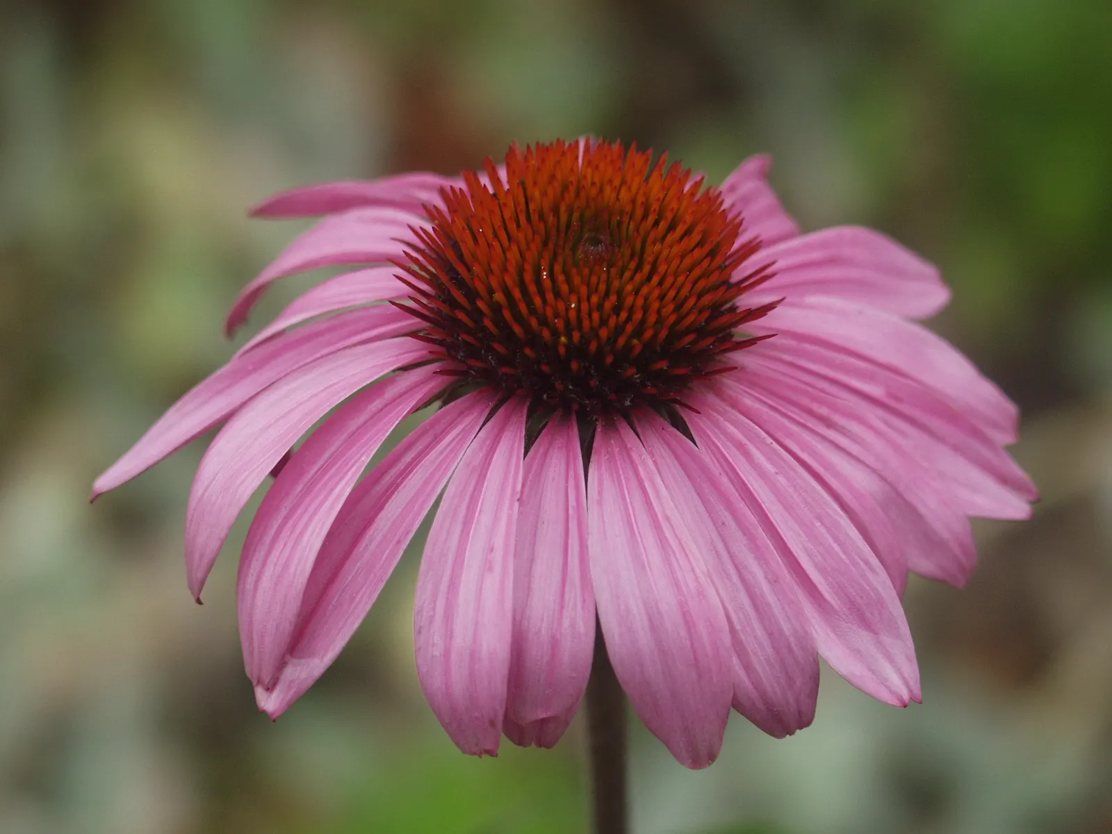 Coneflower (Echinacea Sp.) — perennial with multi-colored and purple and red and white and yellow blooms; it demonstrates notable drought tolerance