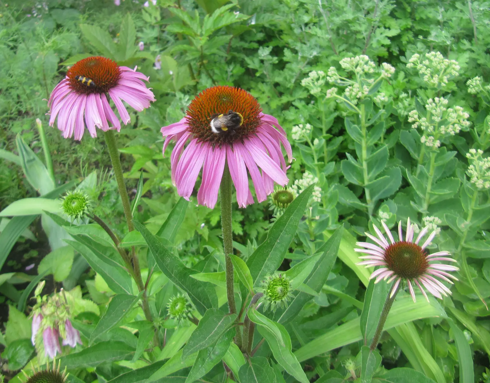 Coneflower (Echinacea Sp.) — contributing long-lasting color to the garden; commonly referred to by its genus name Echinacea sp., image 121