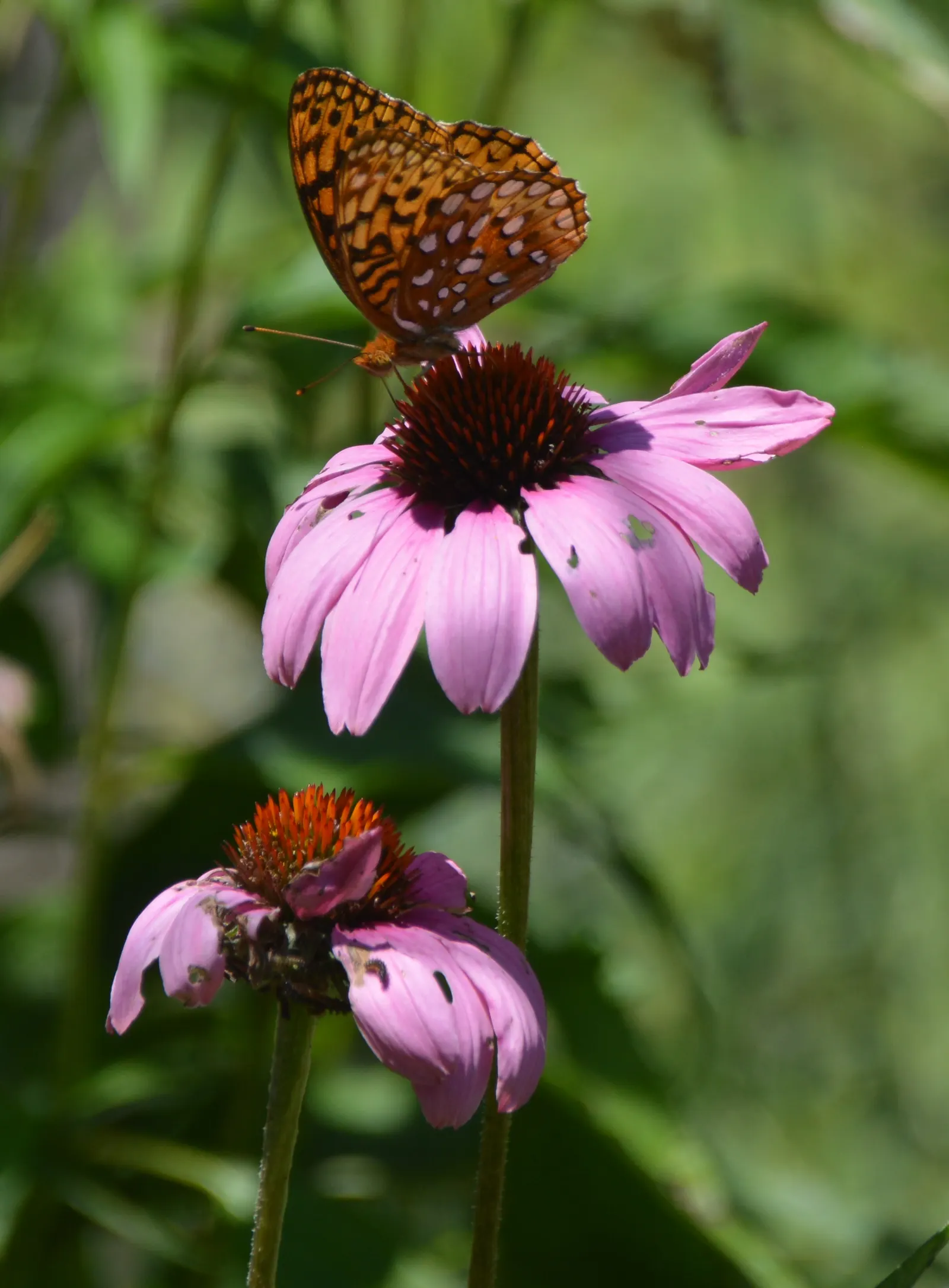 Coneflower (Echinacea Sp.) — This North American native is an essential addition to any landscape; blooming from early summer to fall, they add long-lasting