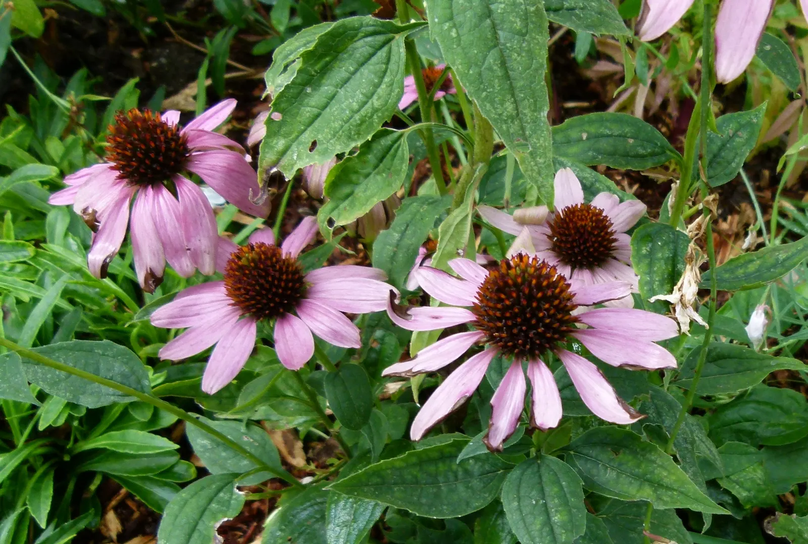 Coneflower (Echinacea Sp.) — it demonstrates notable drought tolerance; is an herbaceous perennial treasured for its resilience and distinctive, image 125