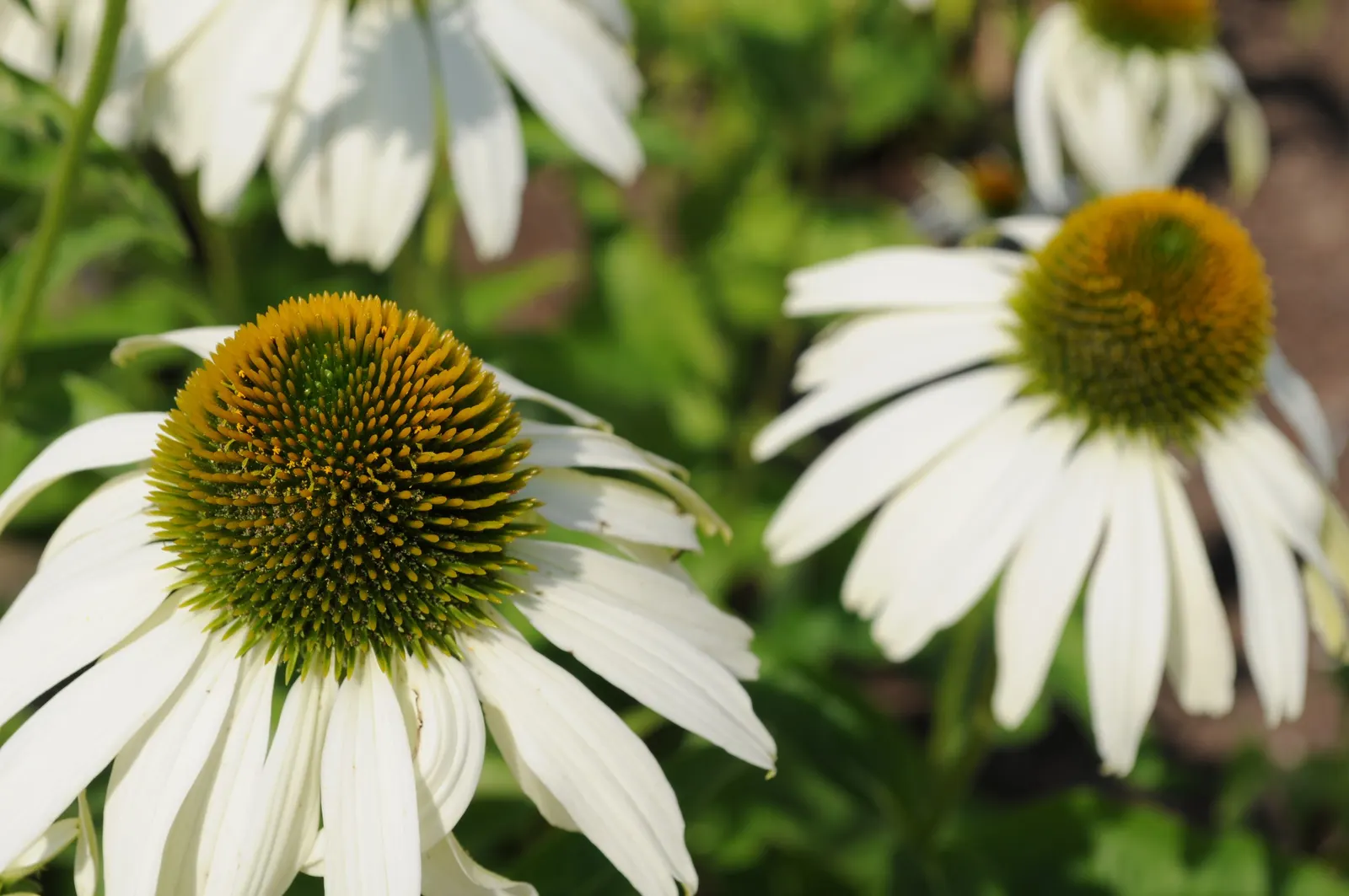 Coneflower (Echinacea Sp.) — in hues from purple to pink and white; making it ideal for xeriscaping schemes or areas with water, image 111
