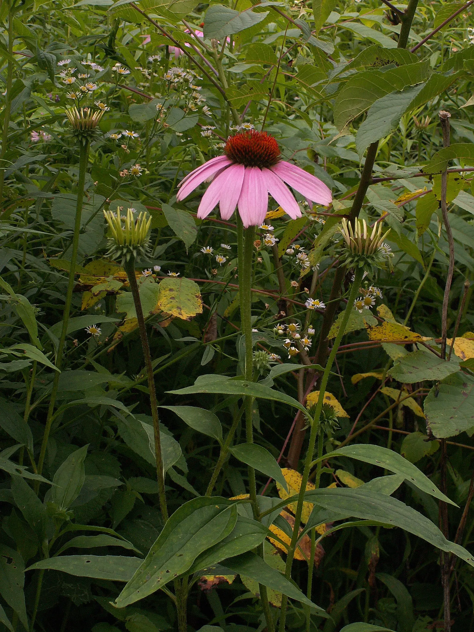 Coneflower (Echinacea Sp.) — Echinacea is not only visually appealing but also serves a dual purpose; the roots; this North American native is an, image 75