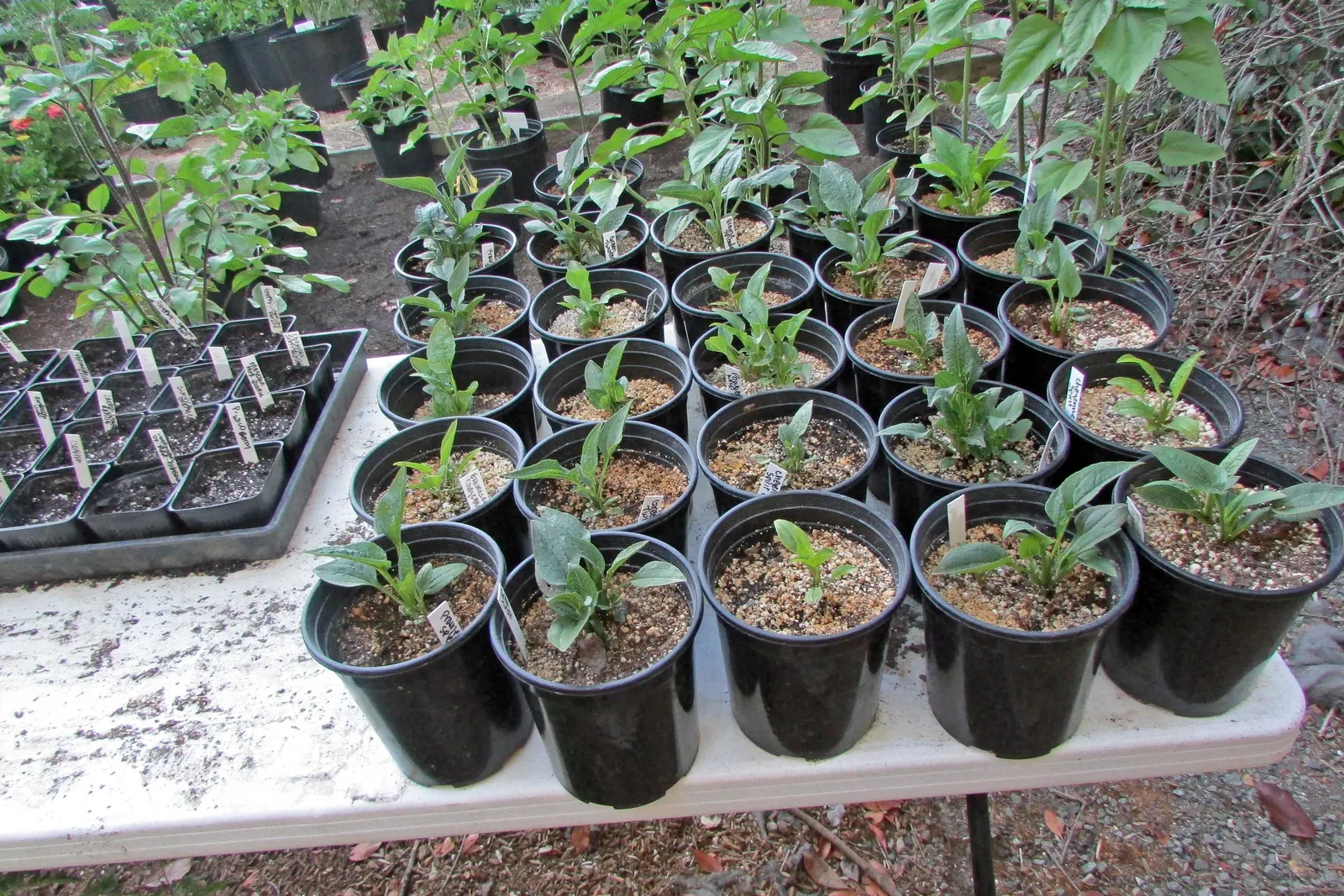 Coneflower (Echinacea Sp.) — its robust stalks rarely require staking