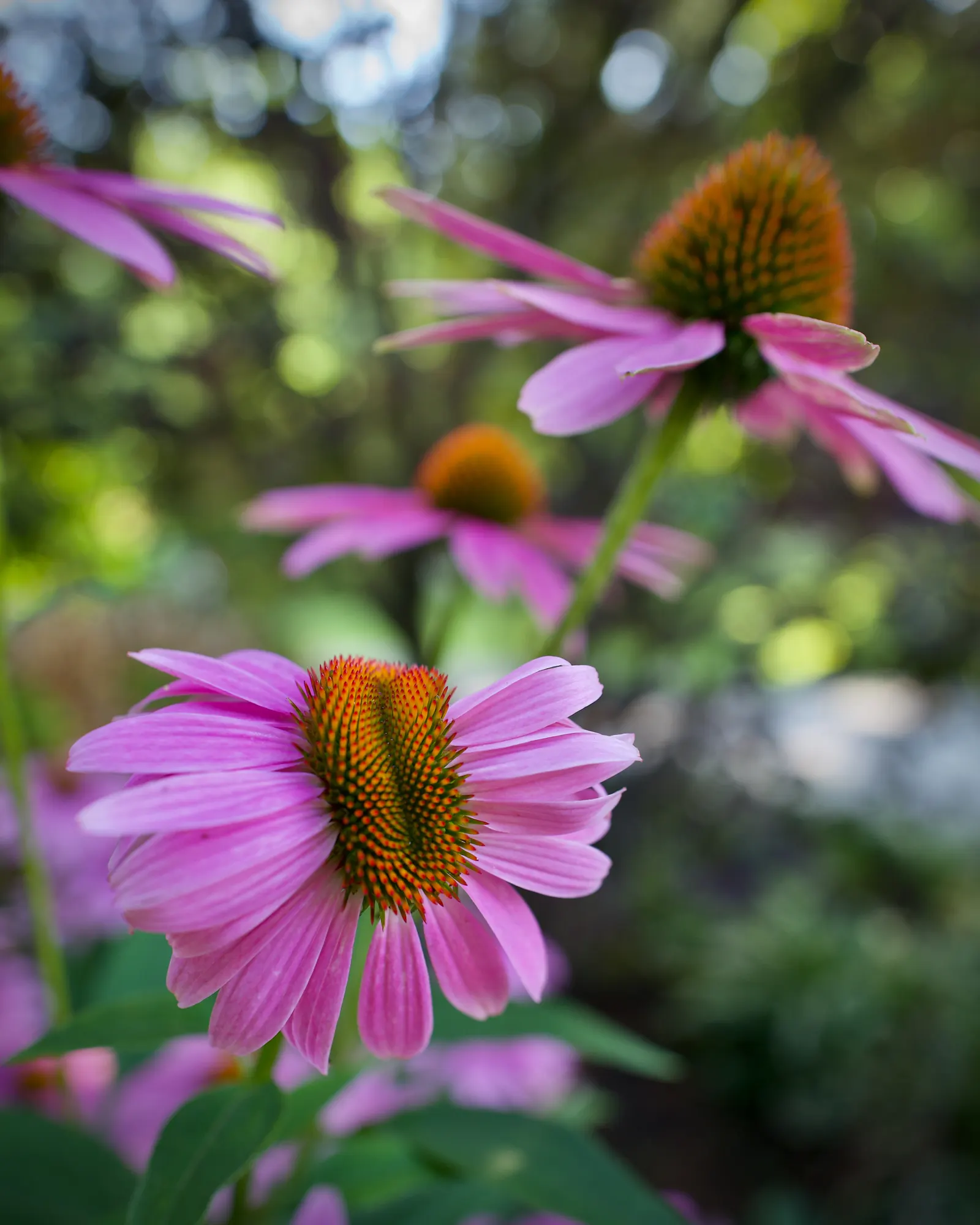 Coneflower (Echinacea Sp.) — With species ranging in height from 2 to 5 feet; which helps prevent foliar diseases, image 65