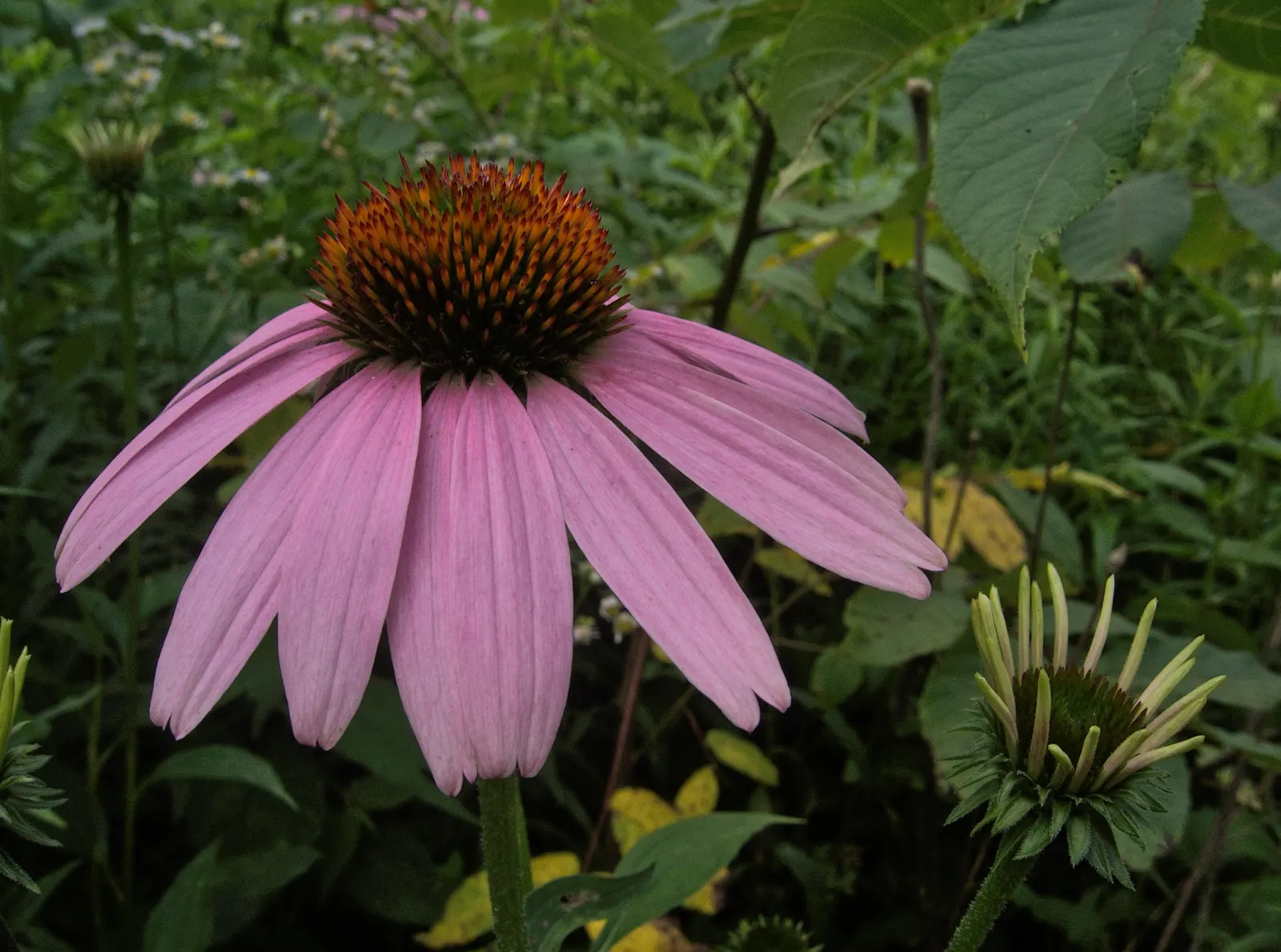 Coneflower (Echinacea Sp.) — which helps prevent foliar diseases; typically reaching 2-4 feet in height, they thrive in full sun to light shade and prefer