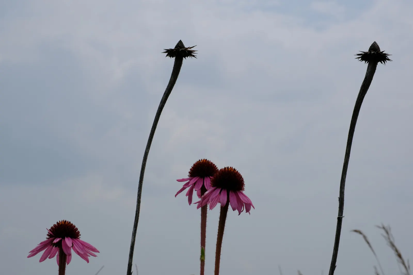 Coneflower (Echinacea Sp.) — Echinacea thrives in full sun to light shade and prefers well-drained soil; daisy-like flowers with raised, image 151