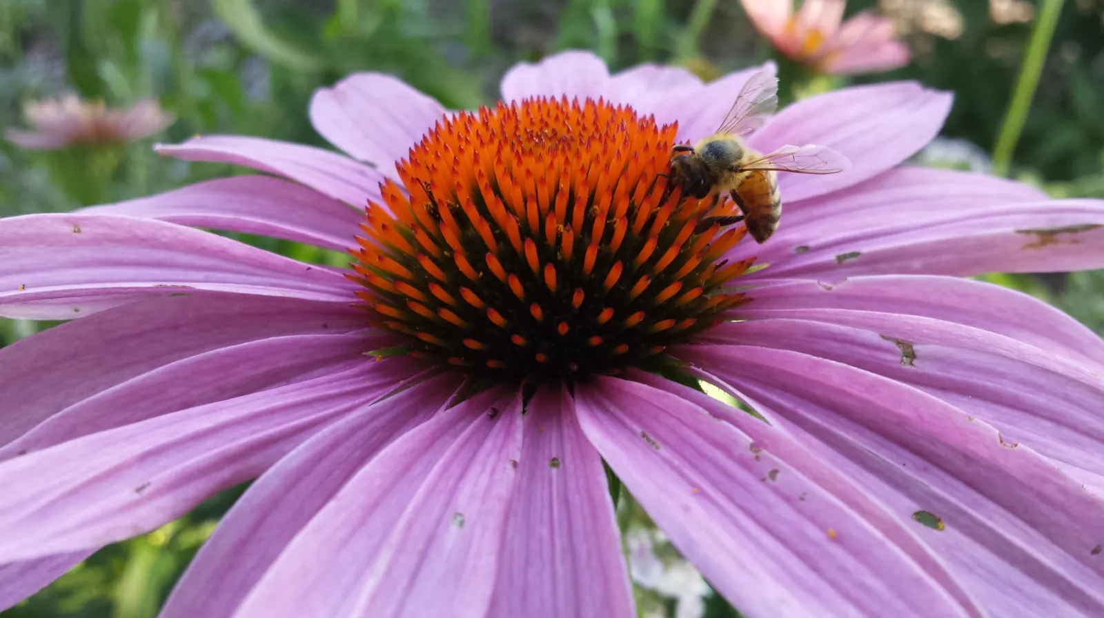 Coneflower (Echinacea Sp.) — Echinacea is not only visually appealing but also serves a dual purpose; the roots; this North American native is an essential